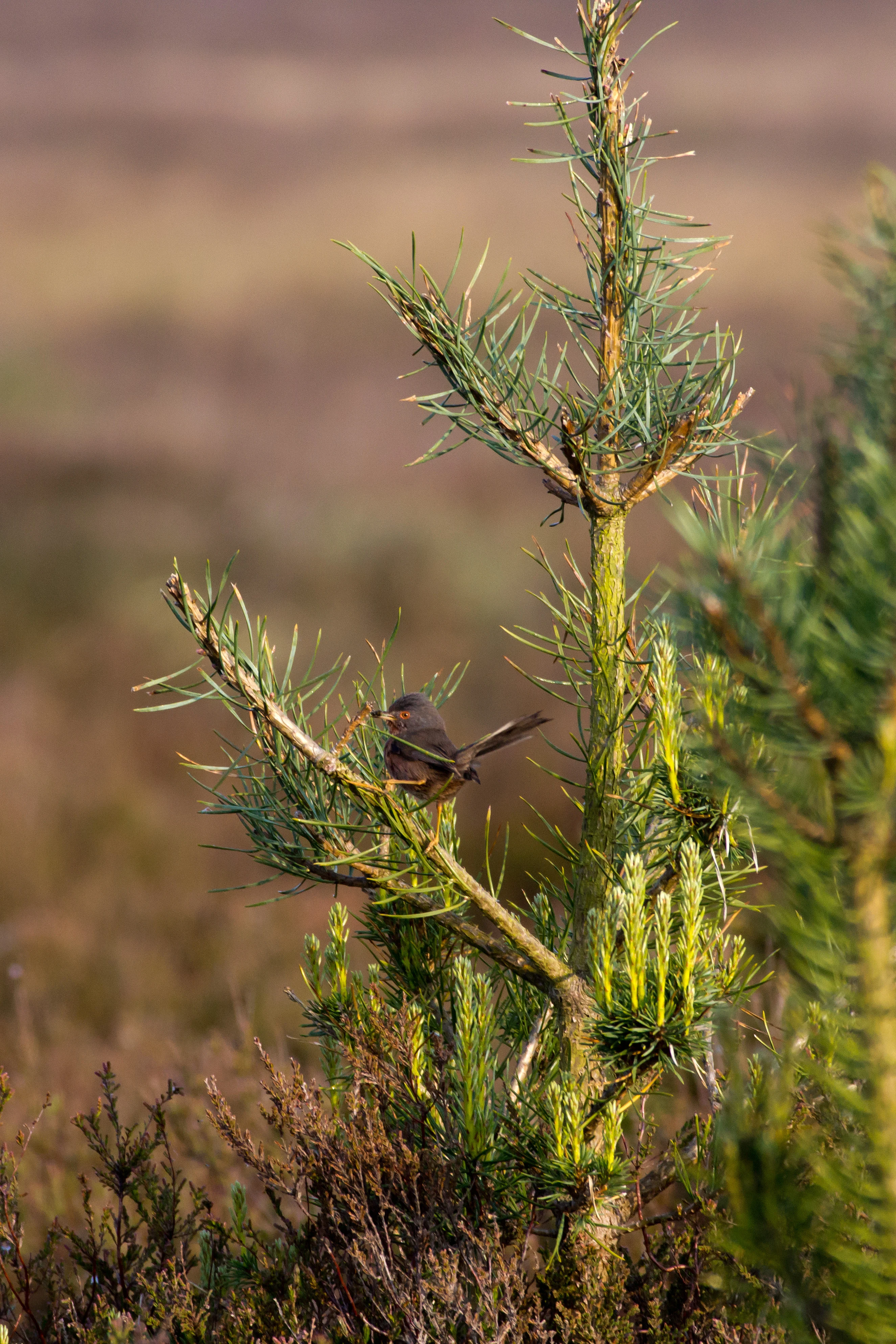 Dartford Warbler, Beaulieu Road, New Forest, UK — photo by Jim Bennett