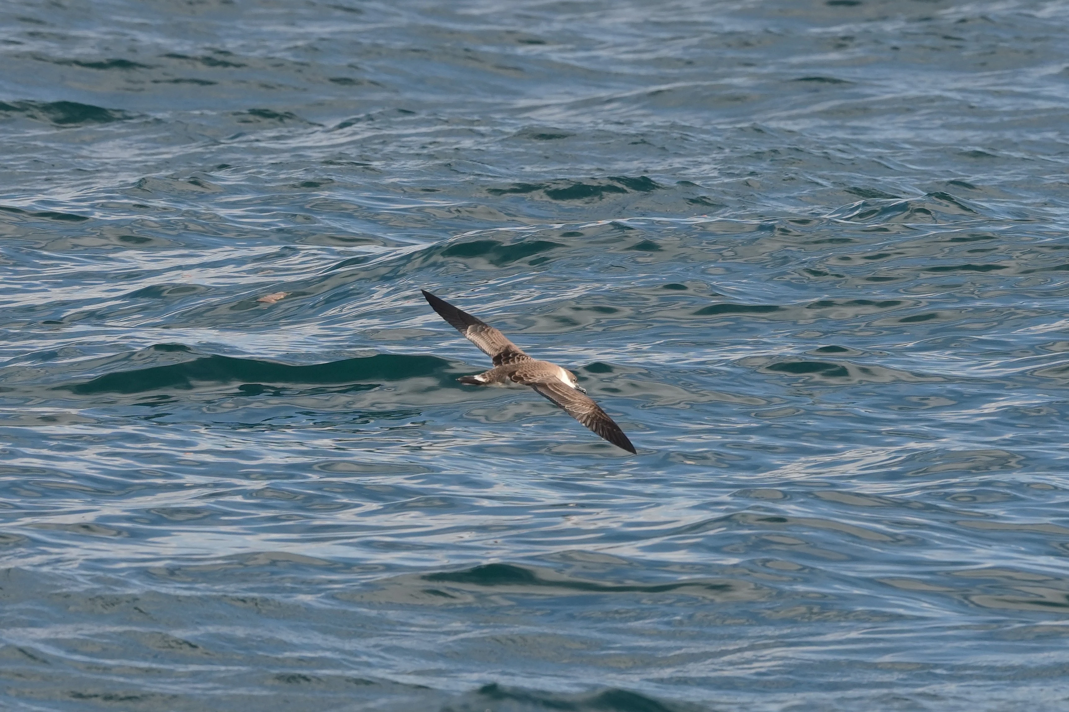 Great Shearwater, Mounts Bay, Cornwall, UK — photo by Jim Bennett