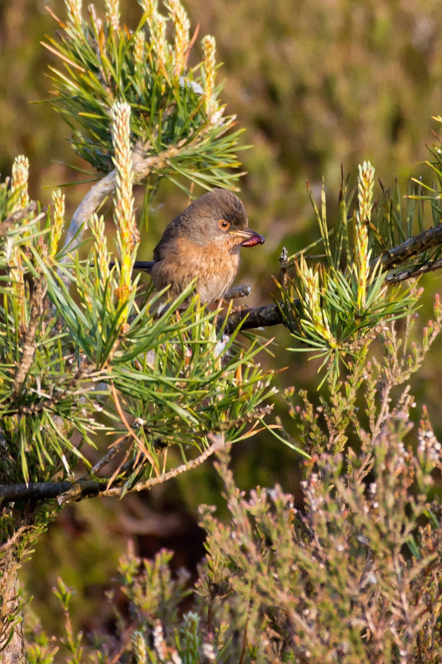 Dartford Warbler, Beaulieu Road, New Forest, UK — photo by Jim Bennett