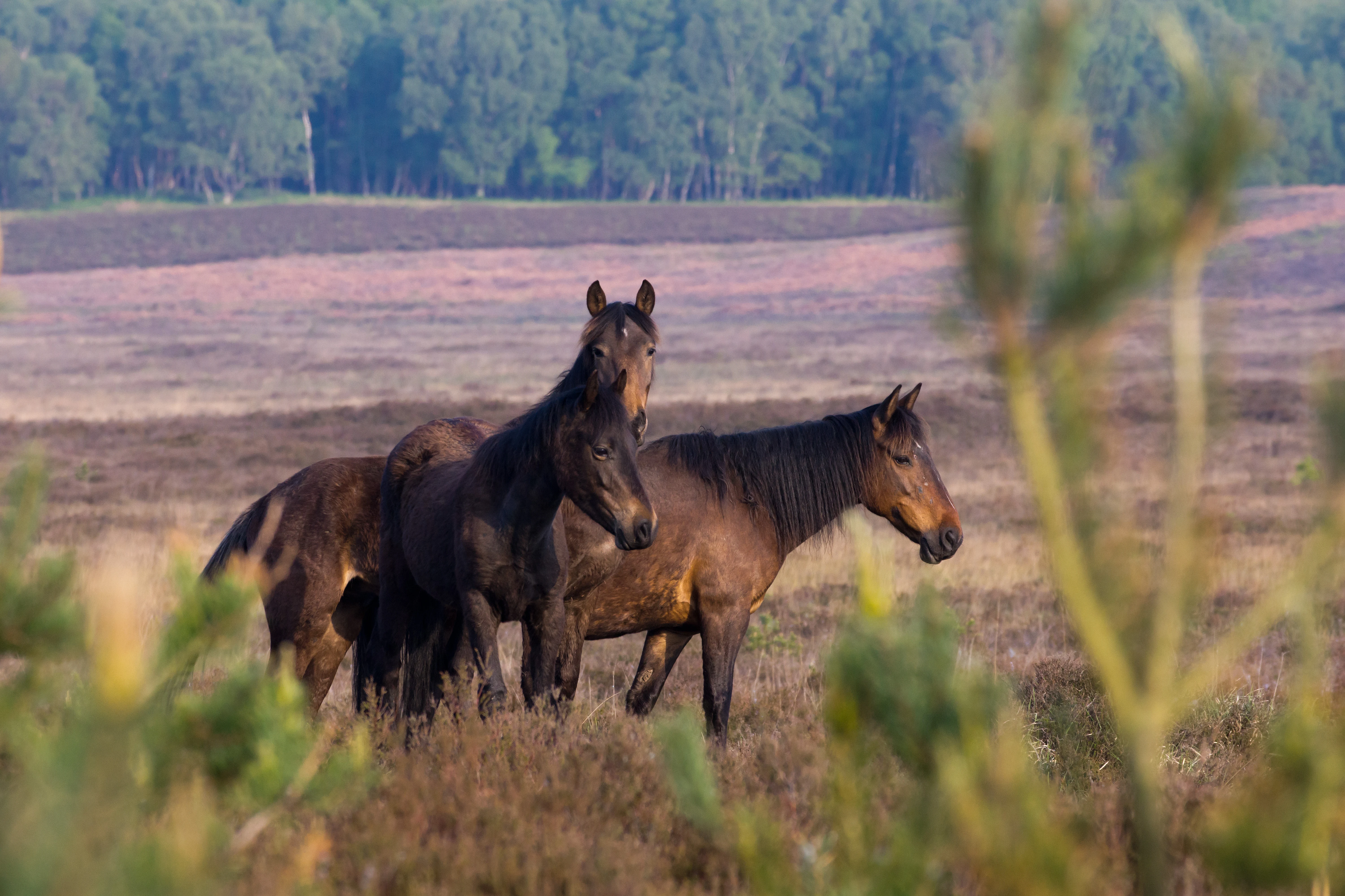 New Forest Ponies, Beaulieu Road, New Forest, UK — photo by Jim Bennett