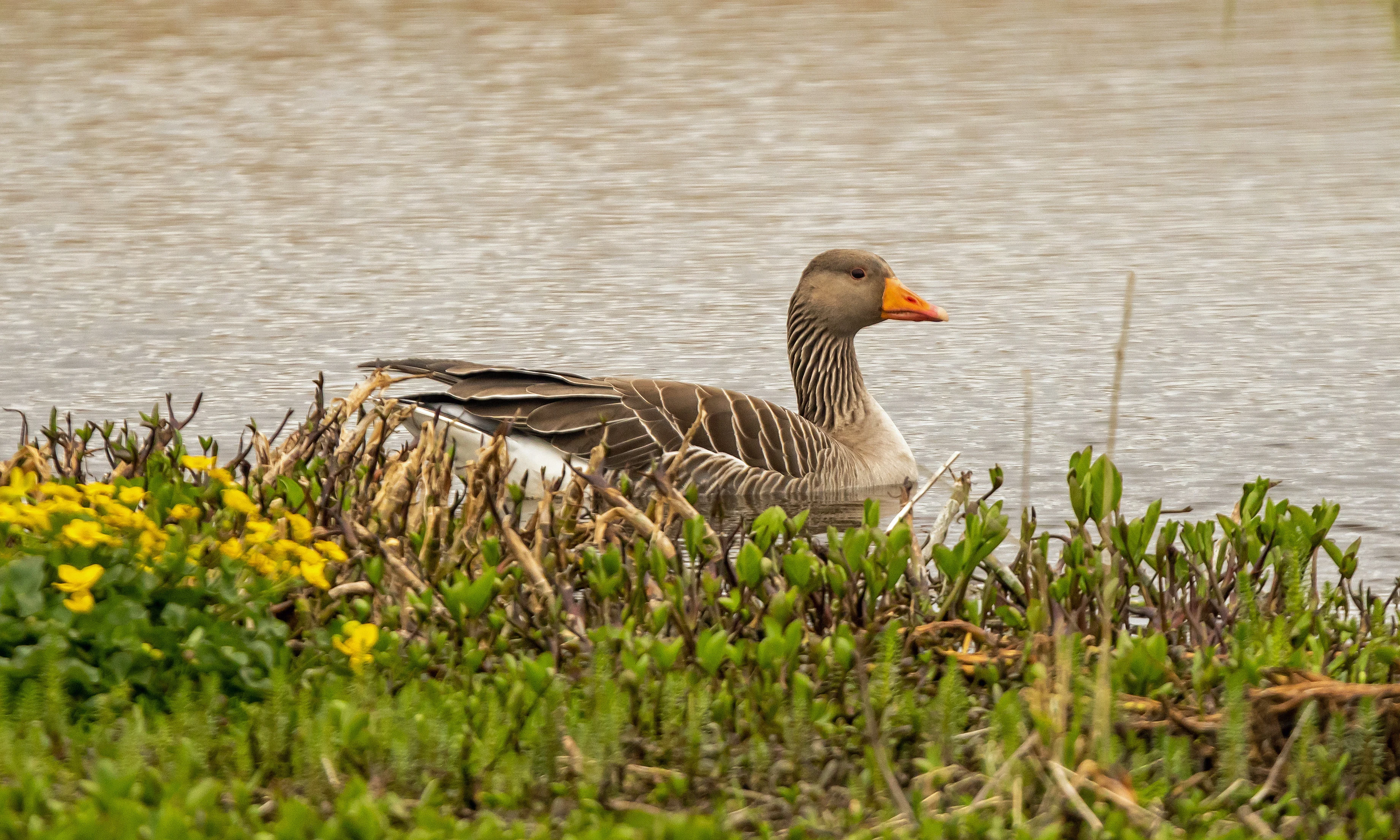 Greylag Goose, RSPB Loons reserve, Orkney, UK — photo by Jim Bennett