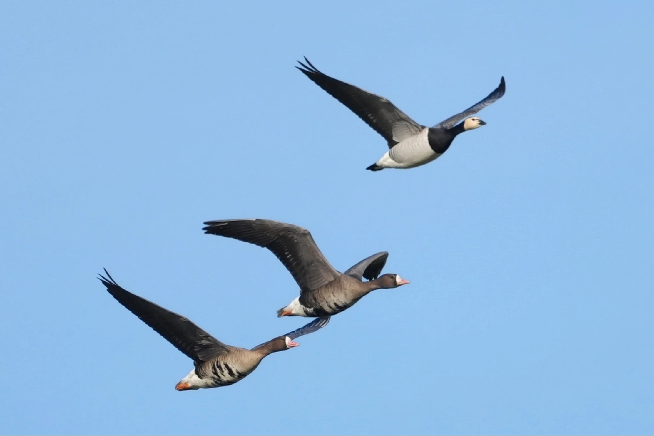 Barnacle Goose & White-fronted Geese, Strijen, South Holland, Netherlands — photo by Jim Bennett