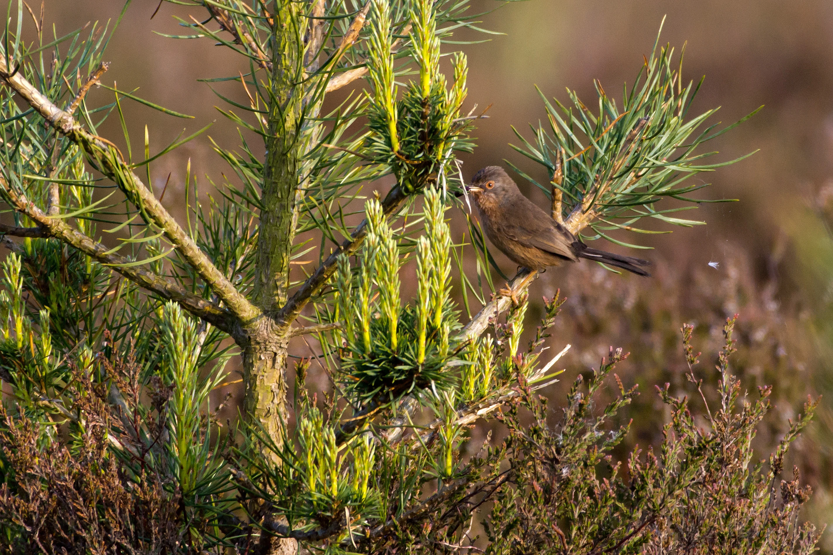 Dartford Warbler, Beaulieu Road, New Forest, UK — photo by Jim Bennett