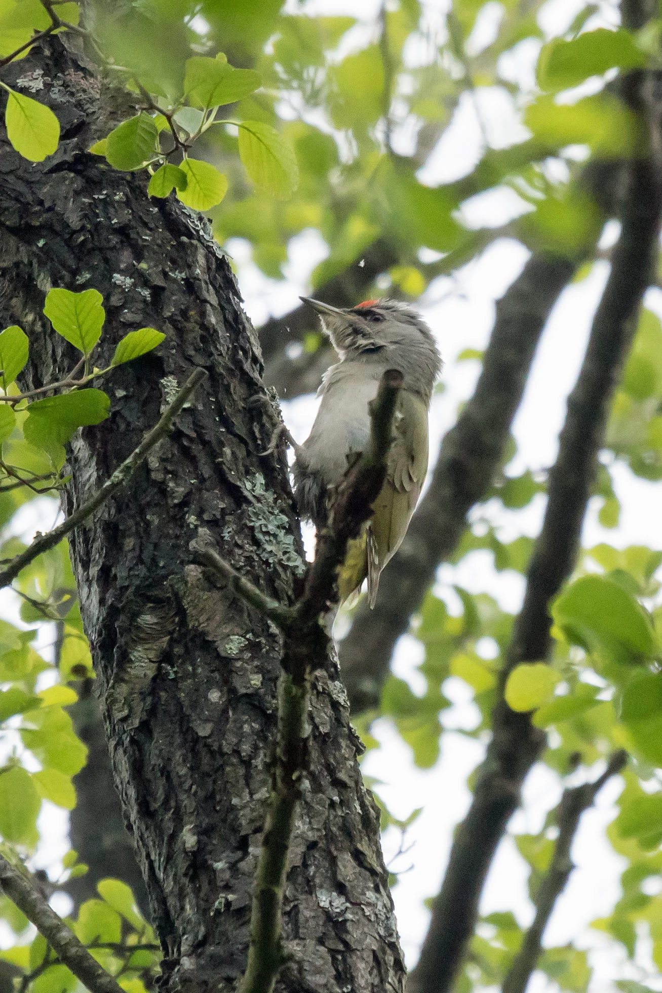 Grey-headed Woodpecker, Bialowieza, Poland — photo by Jim Bennett