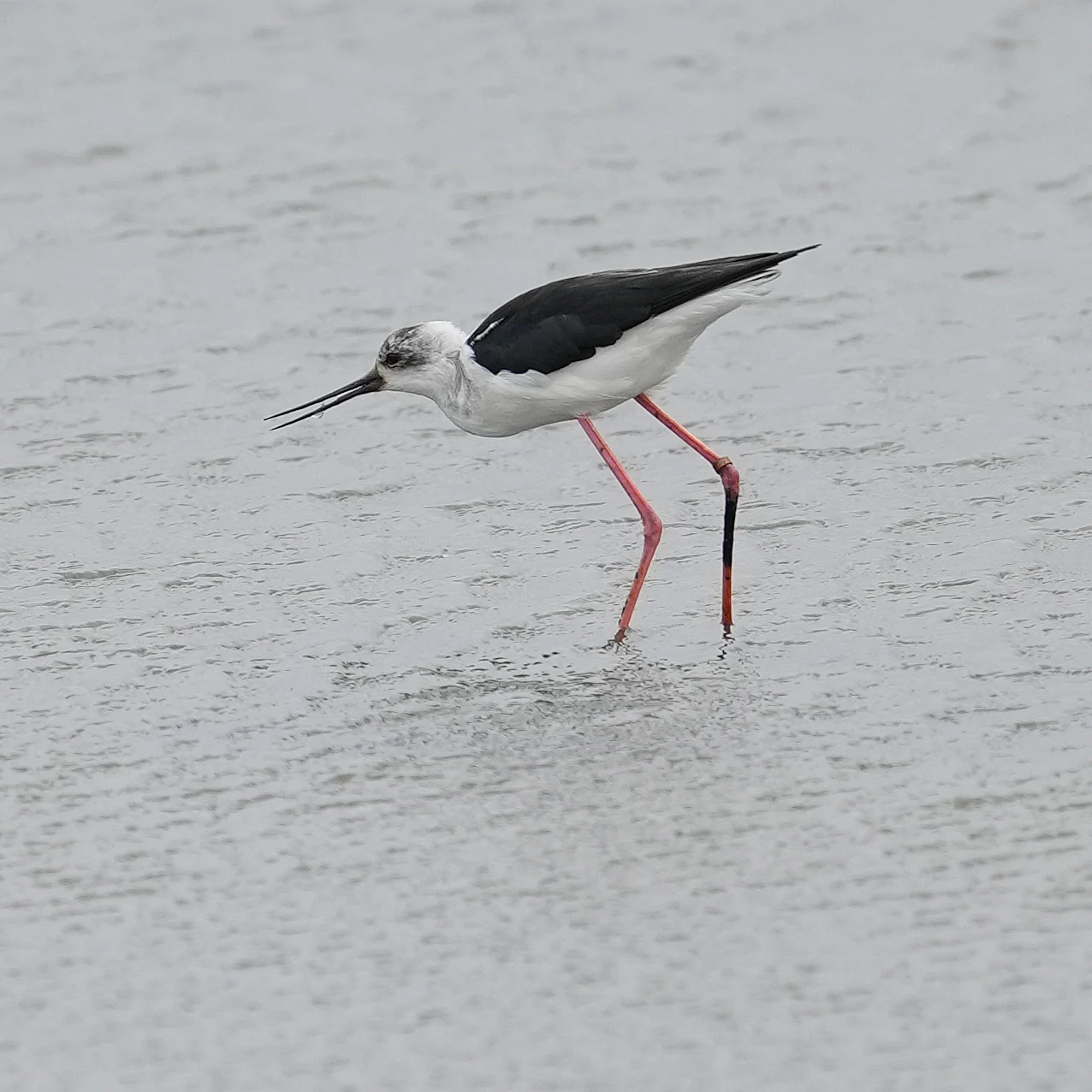 Black-winged Stilt, RSPB Titchwell, Norfolk, UK — photo by Jim Bennett