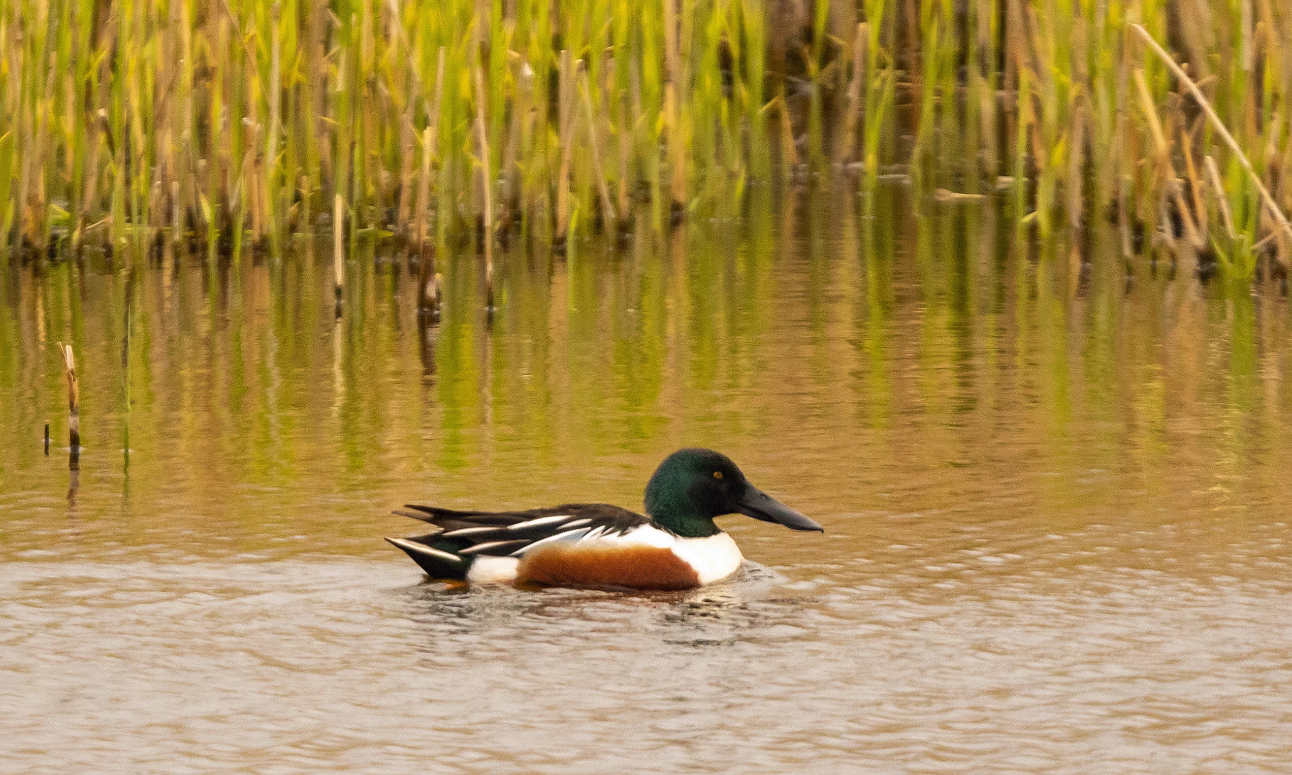 Shoveler, RSPB Loons reserve, Orkney, UK — photo by Jim Bennett