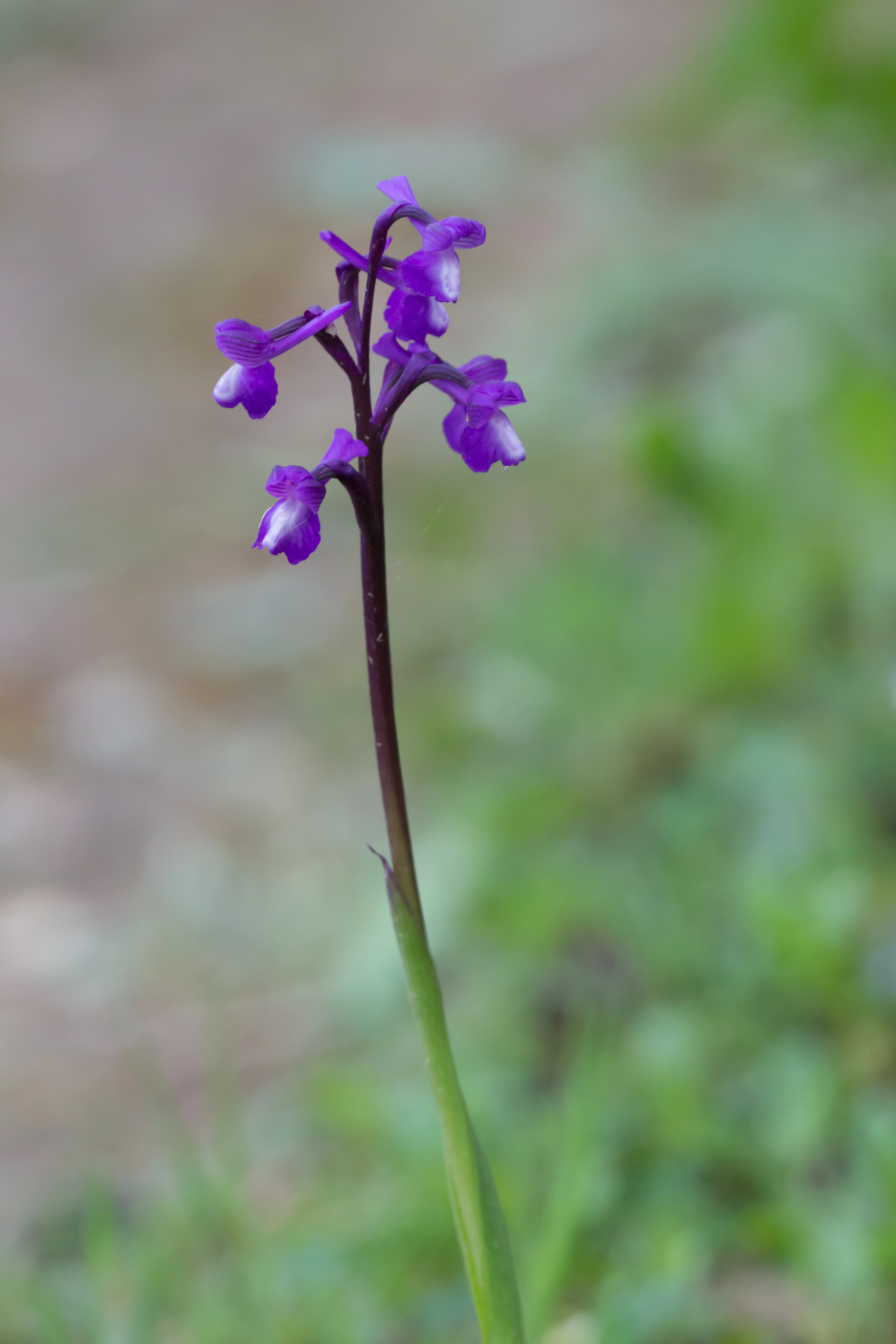 Iris Siveria, Vinas Las Torres, Trujillo, Extremadura, Spain — photo by Jim Bennett