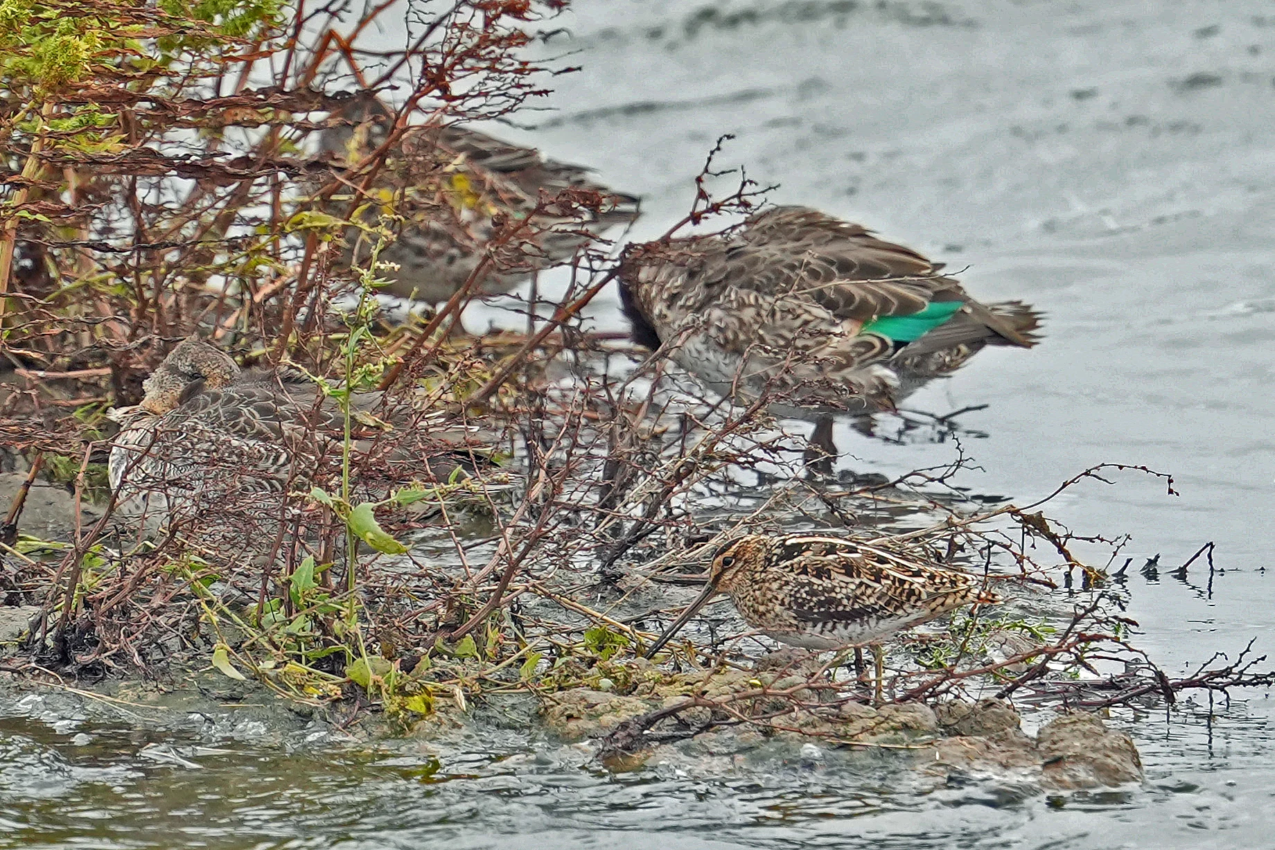 Snipe & Teal, RSPB Titchwell, Norfolk, UK — photo by Jim Bennett