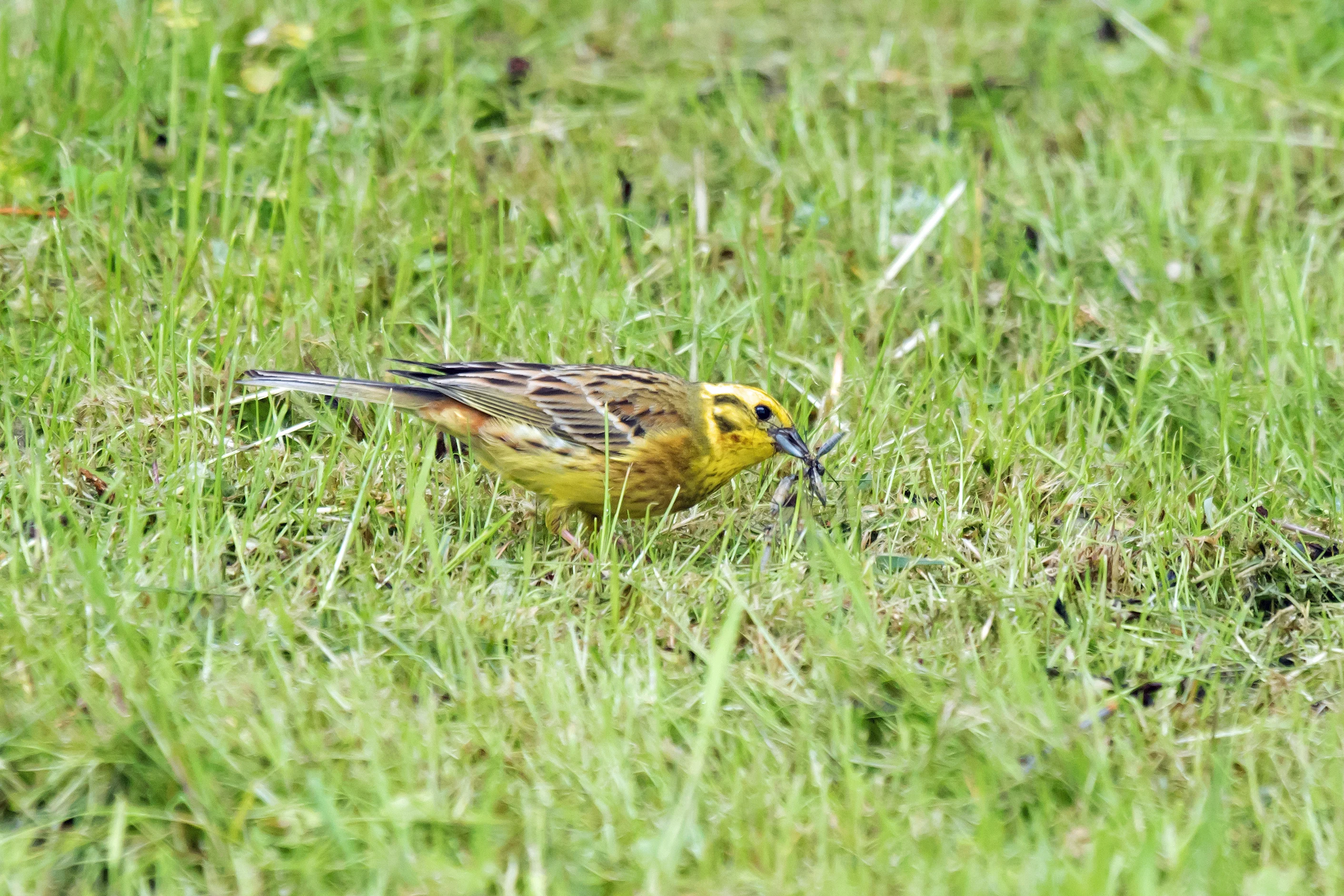 Yellowhammer, Bialowieza, Poland — photo by Jim Bennett