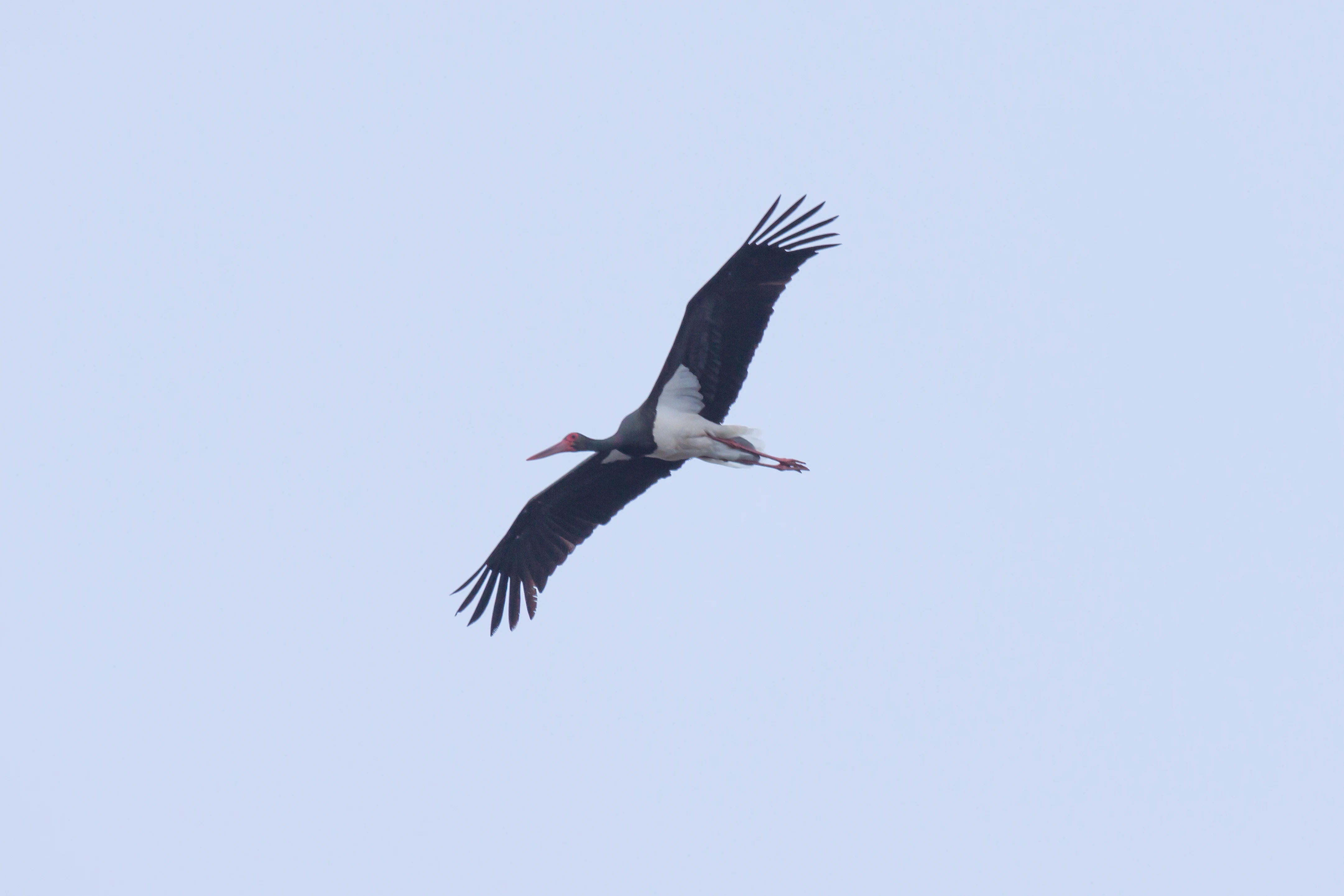 Black Stork, Monfrague National Park, Extremadura, Spain — photo by Jim Bennett