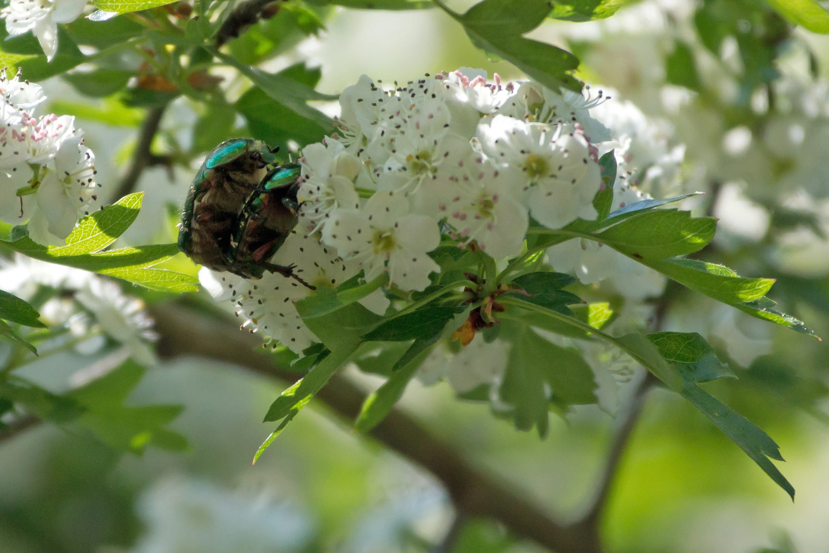 Noble Cockchafer, Denny Wood, New Forest, UK — photo by Jim Bennett