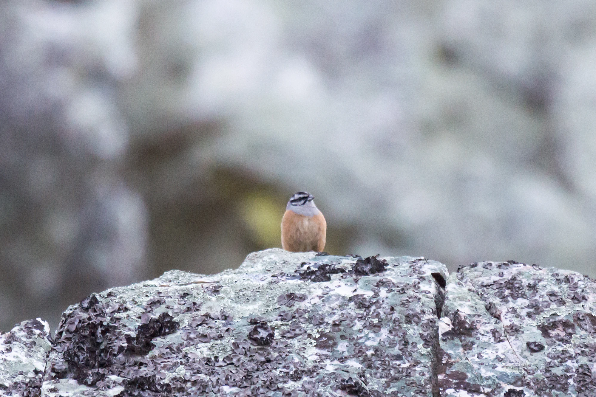Rock Bunting, Monfrague National Park, Extremadura, Spain — photo by Jim Bennett