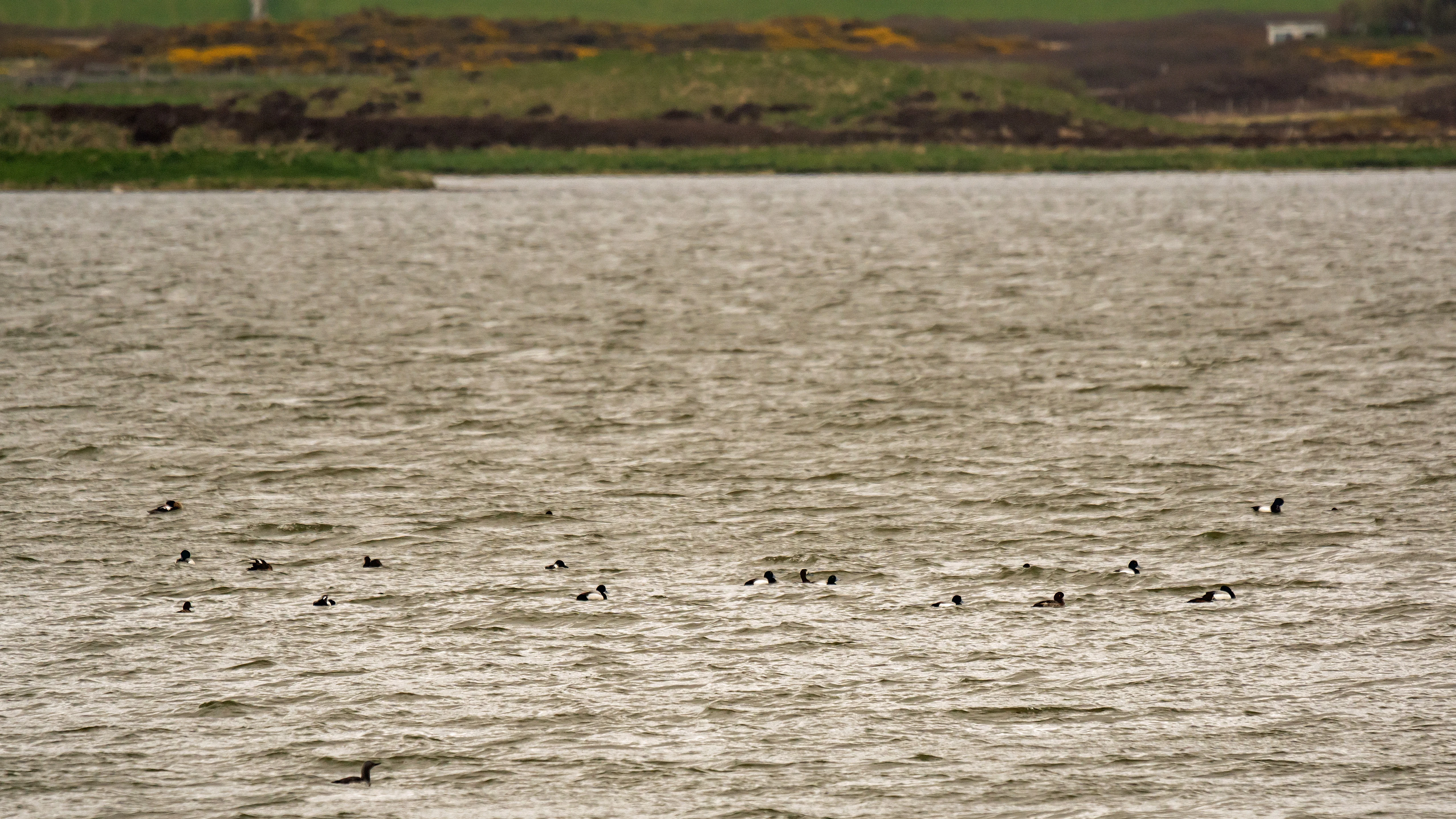 Greater Scaup & a Red-throated Diver, Loch of Harray, Orkney, UK — photo by Jim Bennett