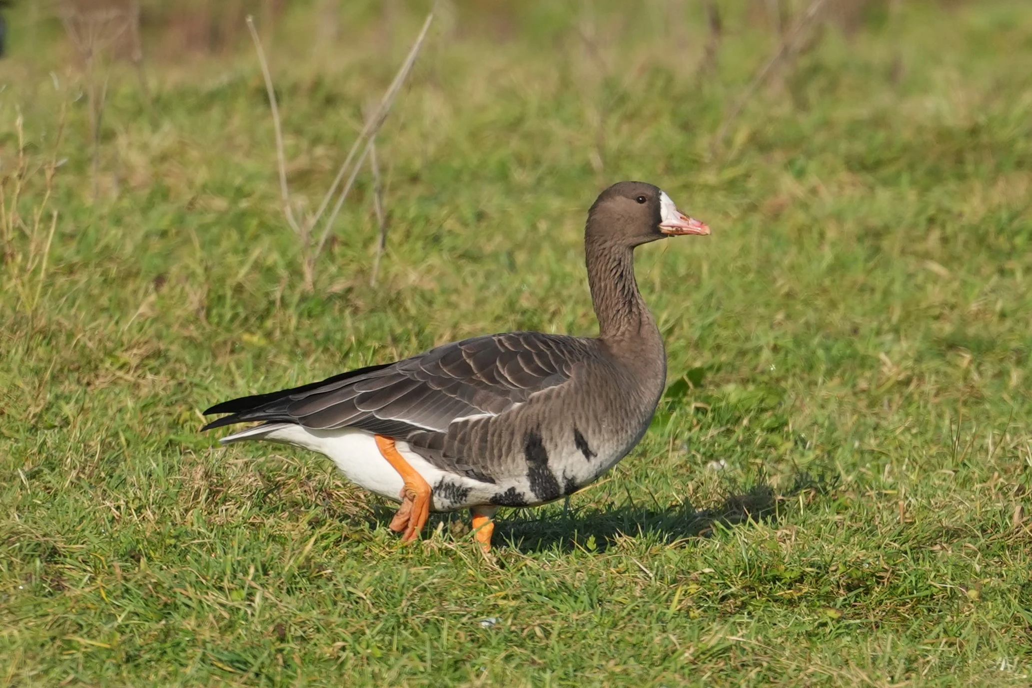White-fronted Goose, Strijen, South Holland, Netherlands — photo by Jim Bennett