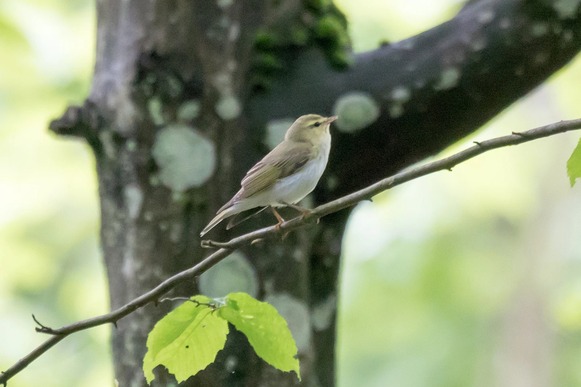 Wood Warbler, Bialowieza, Poland — photo by Jim Bennett