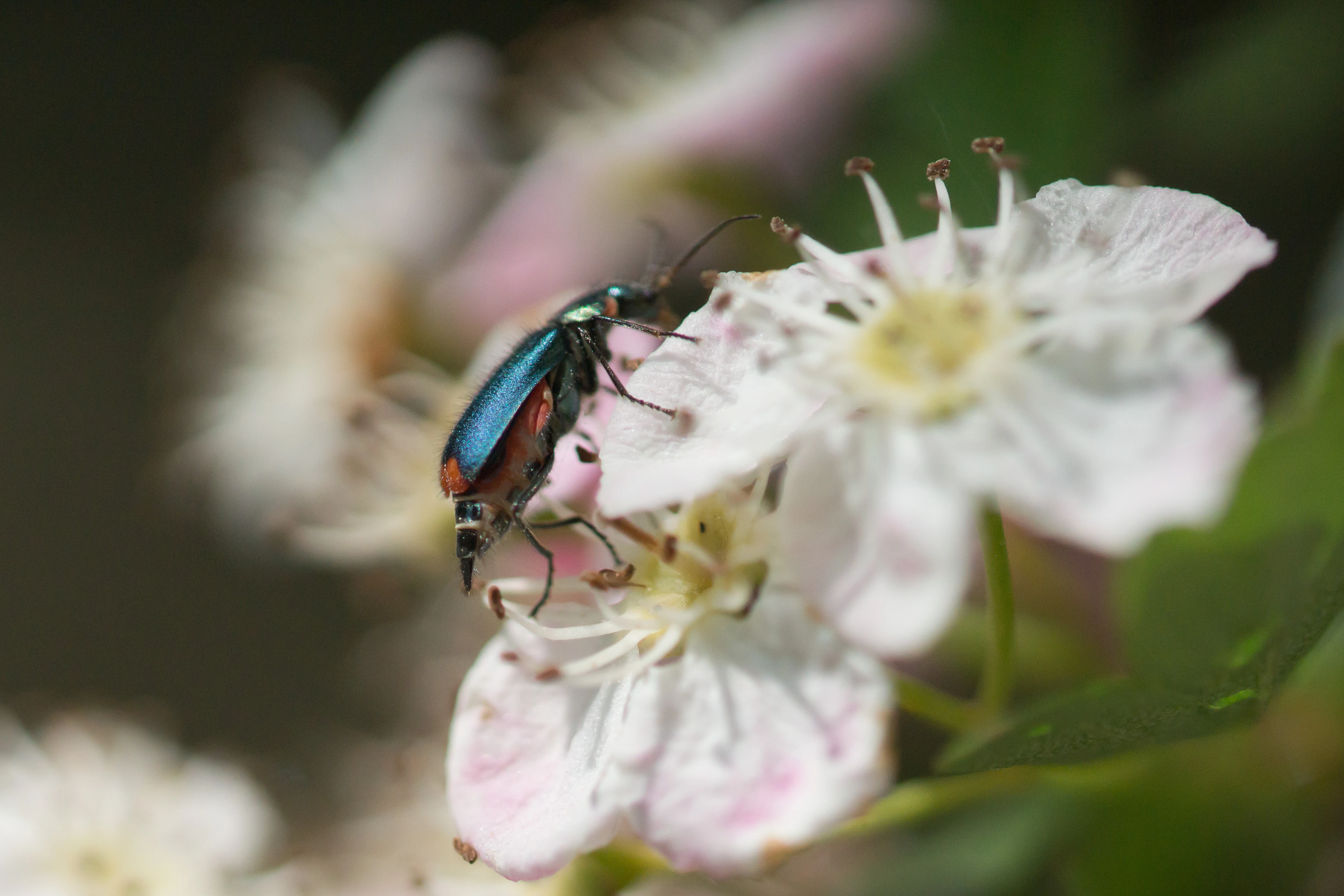 Malachite Beetle, Denny Wood, New Forest, UK — photo by Jim Bennett