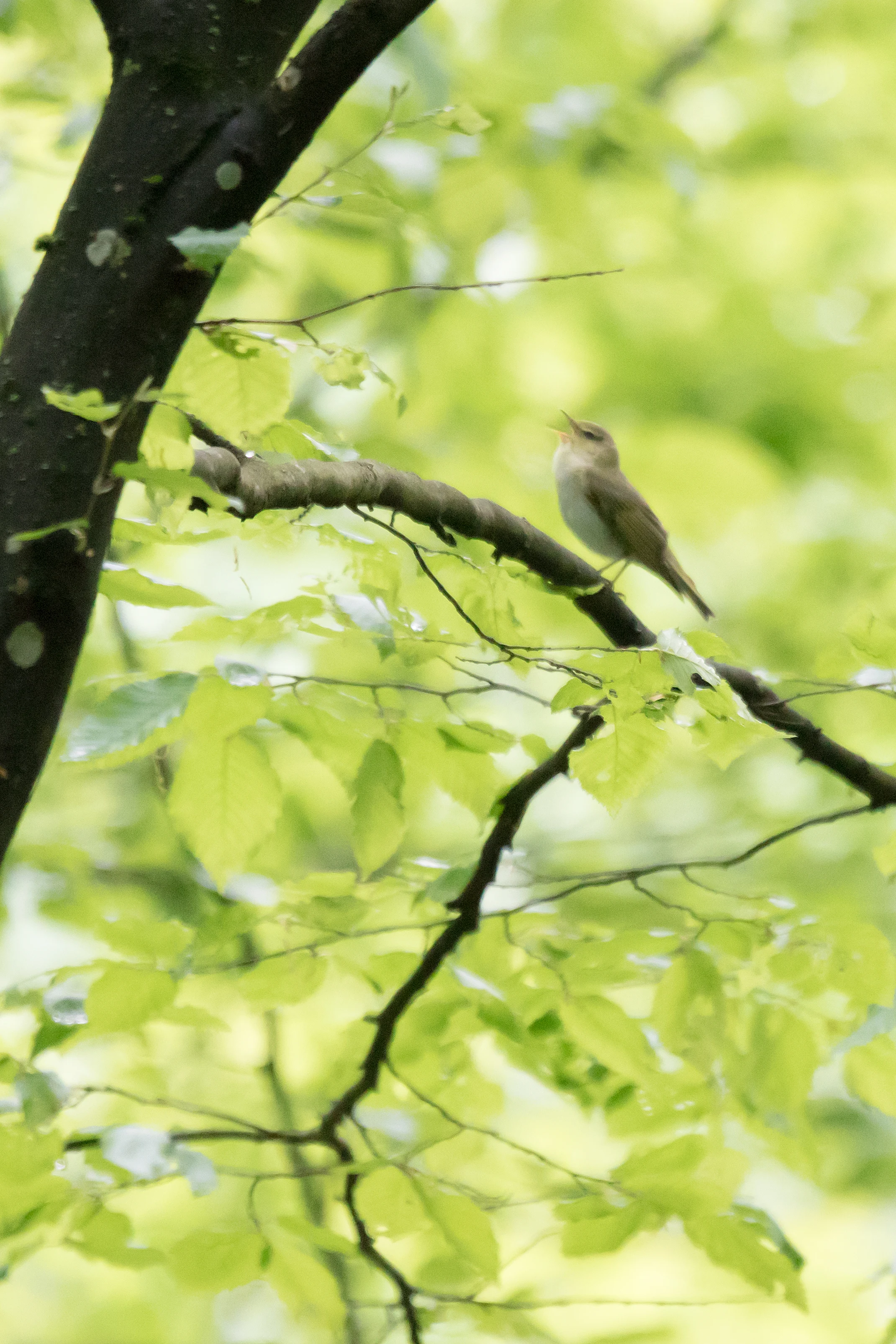 Wood Warbler, Bialowieza, Poland — photo by Jim Bennett