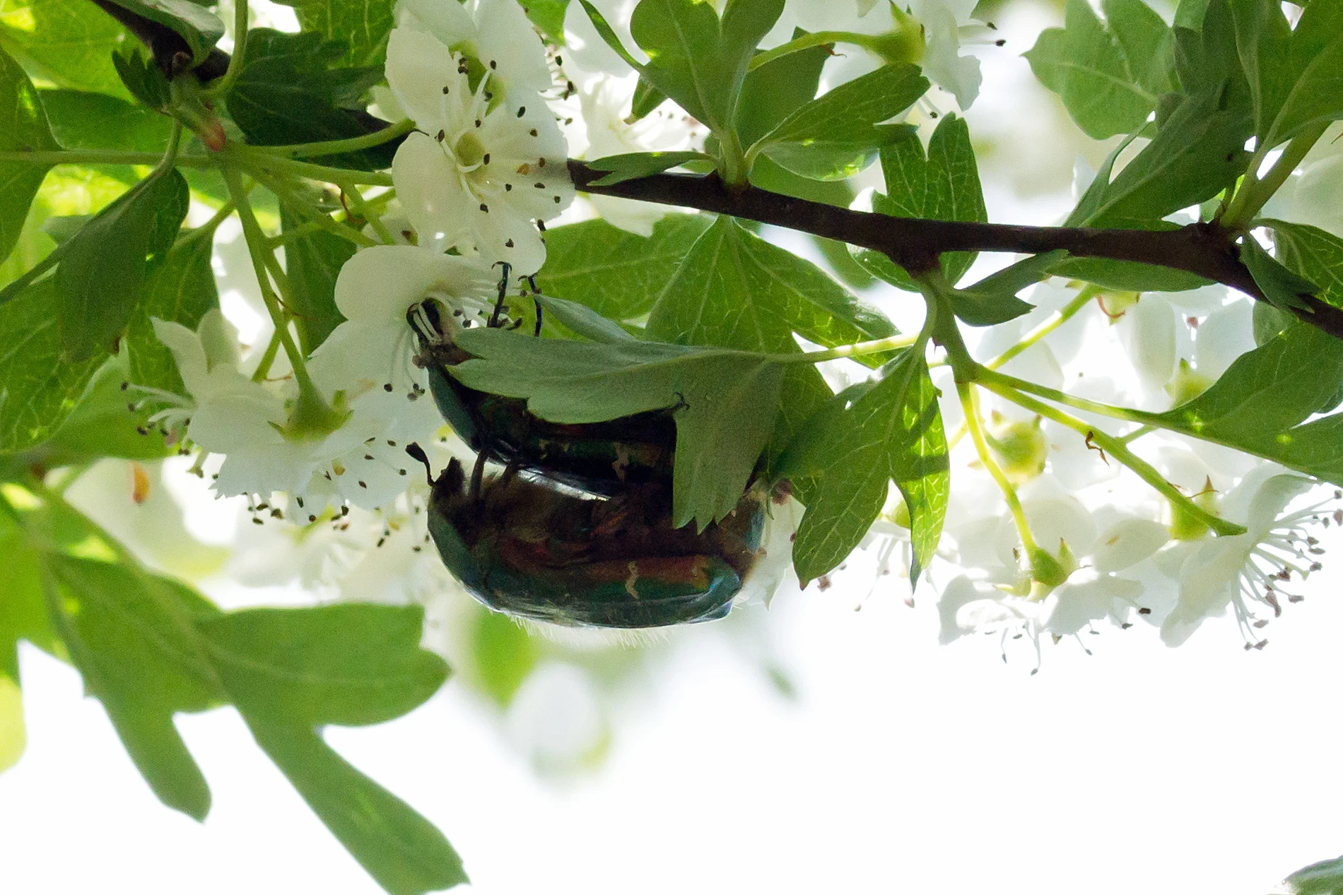 Noble Cockchafer, Denny Wood, New Forest, UK — photo by Jim Bennett