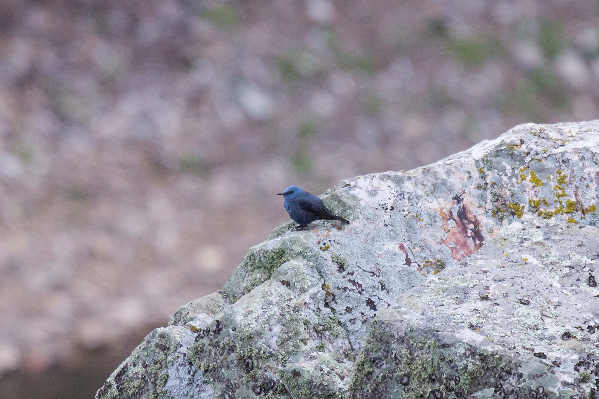 Blue Rock Thrush, Monfrague National Park, Extremadura, Spain — photo by Jim Bennett