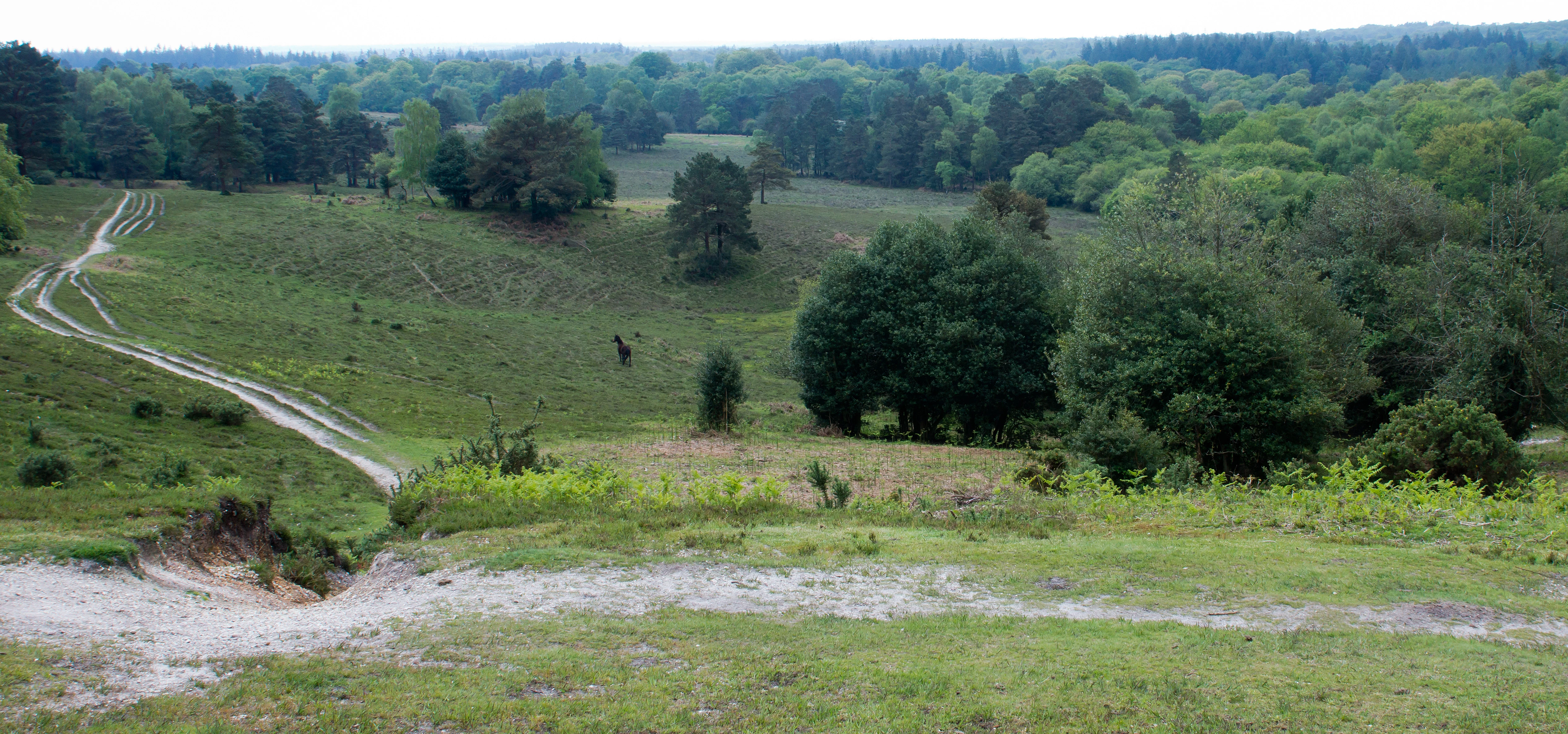 DSC00707 2, Acres Down, New Forest, UK — photo by Jim Bennett