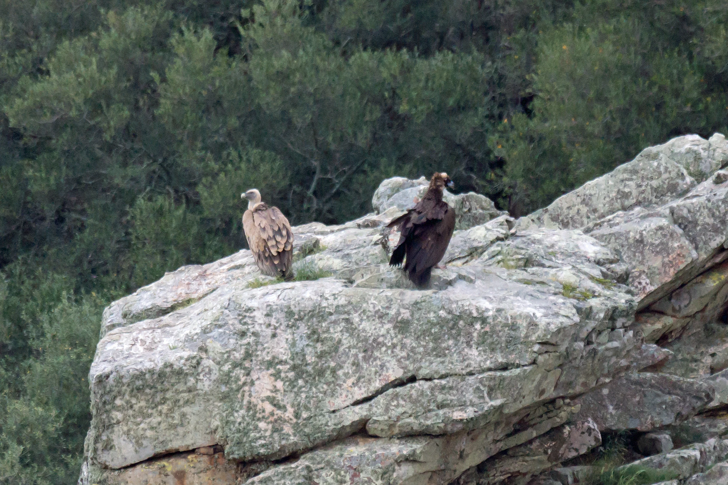 Griffon Vulture & Black Vulture, Monfrague National Park, Extremadura, Spain — photo by Jim Bennett