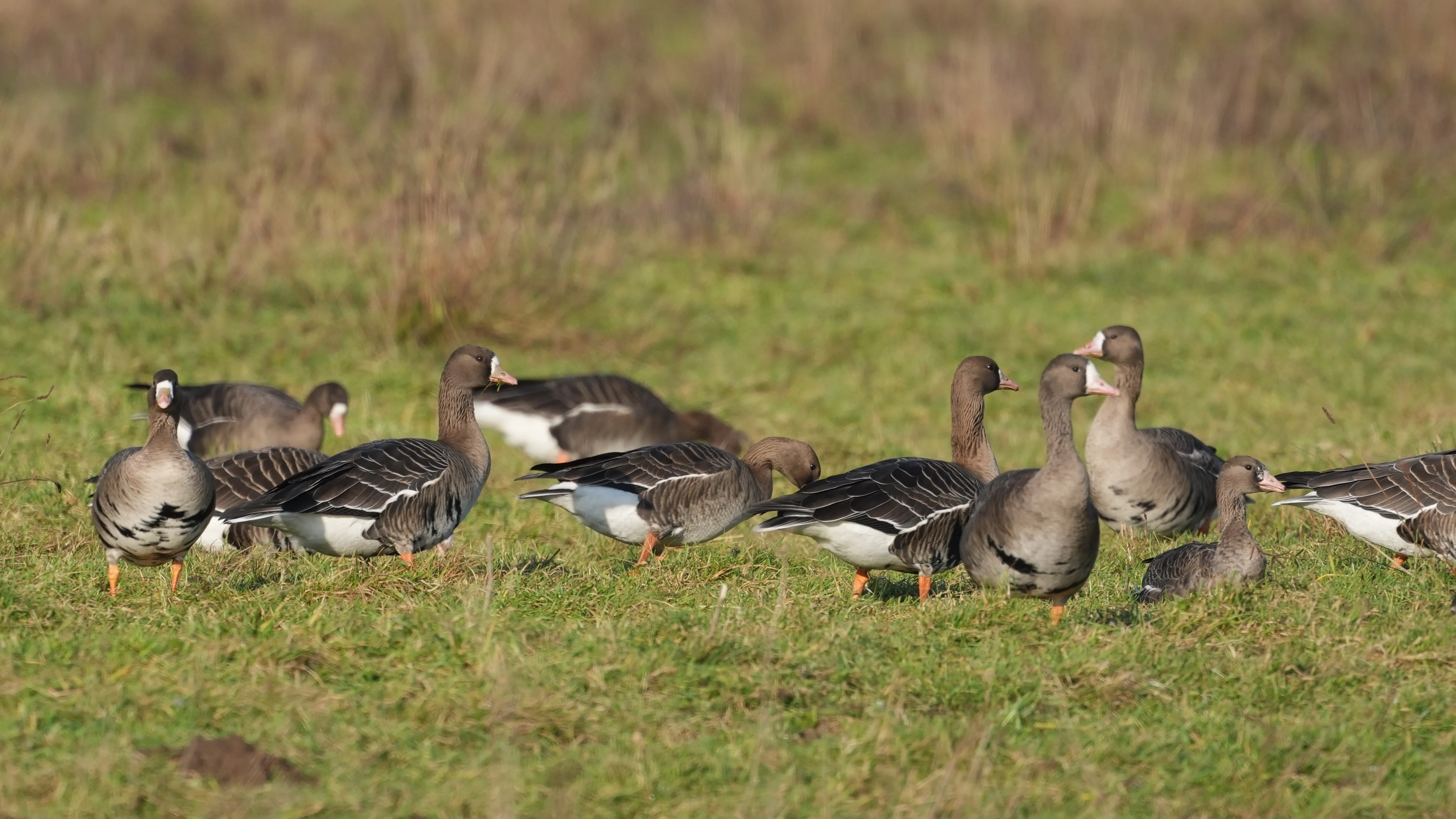 White-fronted Geese, Strijen, South Holland, Netherlands — photo by Jim Bennett