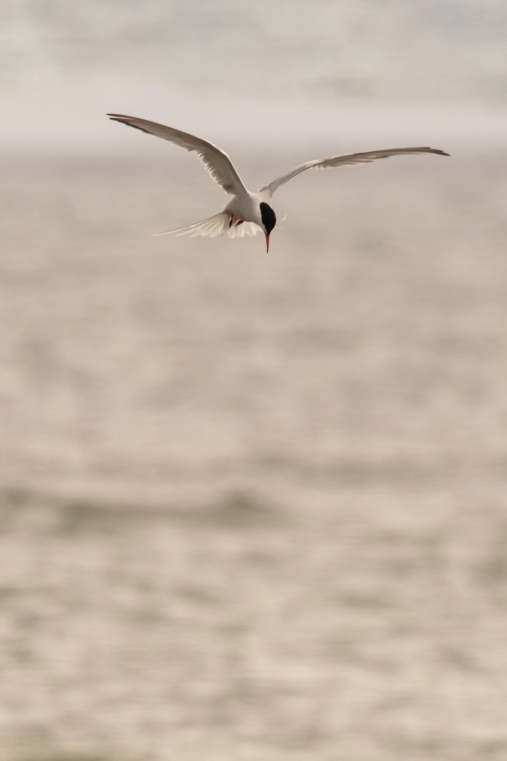Arctic Tern, Orkney, UK — photo by Jim Bennett