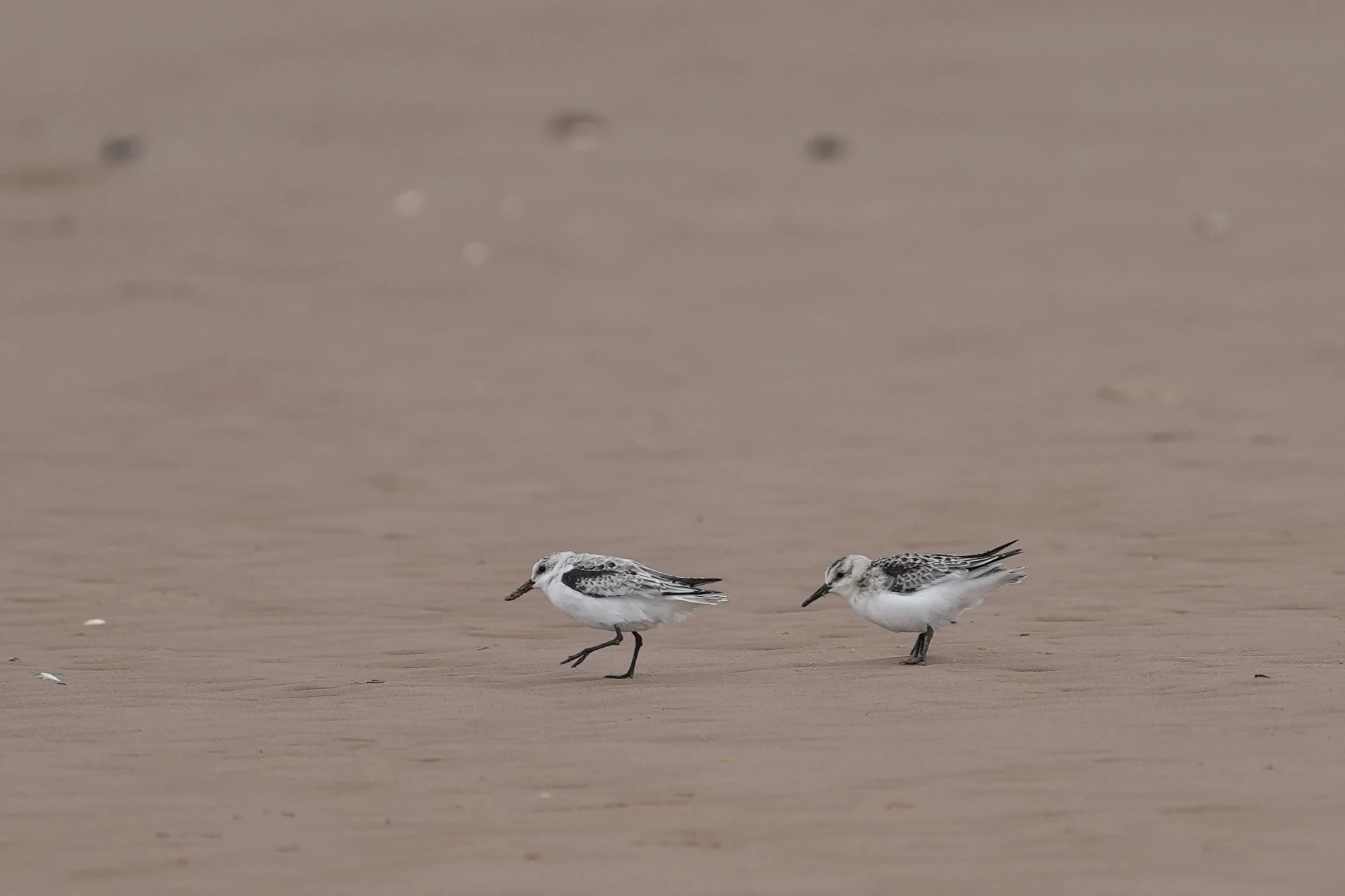 Sanderling, RSPB Titchwell, Norfolk, UK — photo by Jim Bennett