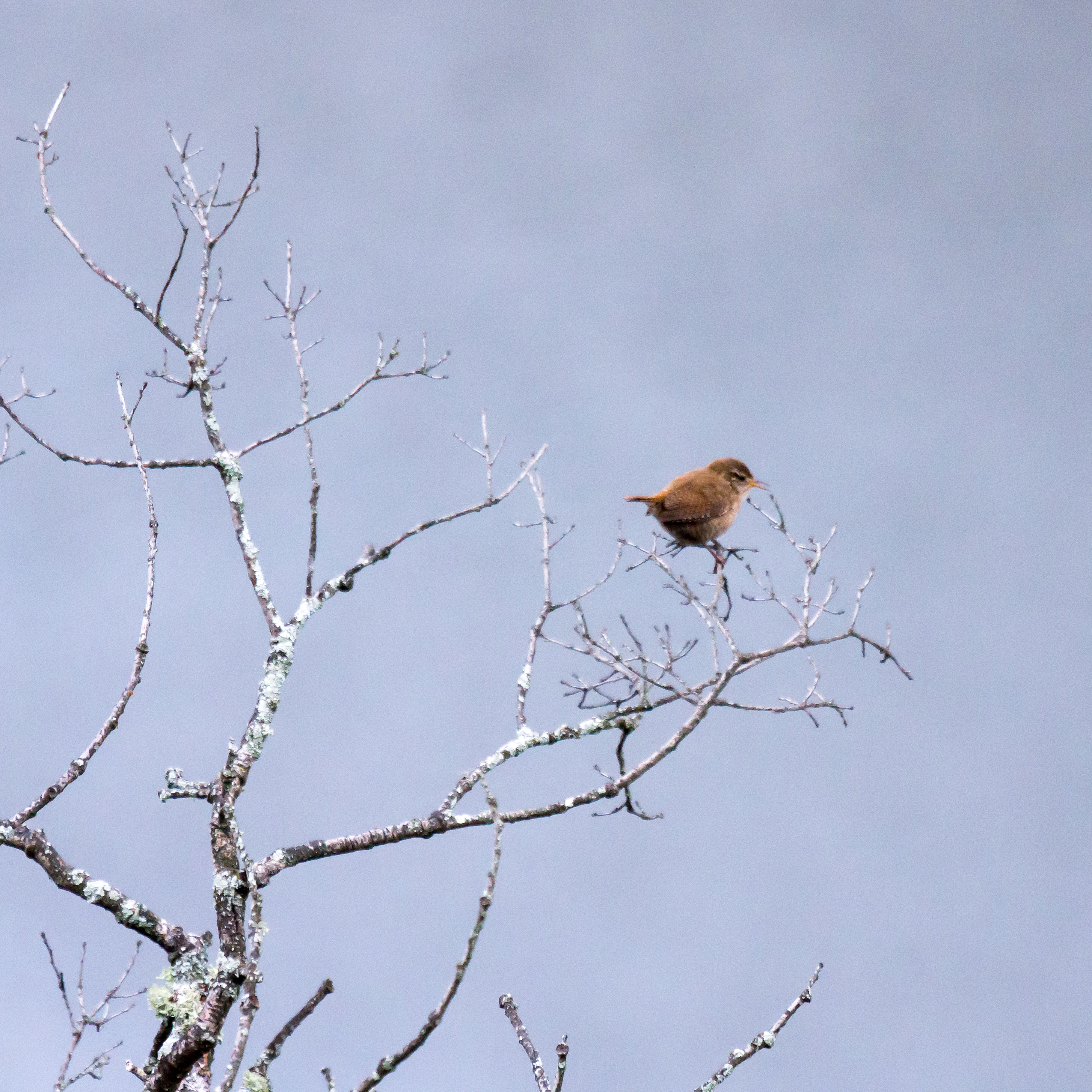 Wren, Monfrague National Park, Extremadura, Spain — photo by Jim Bennett