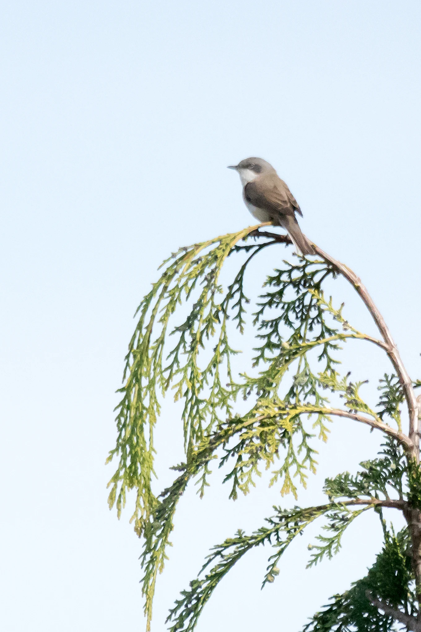Lesser Whitethroat, Bialowieza, Poland — photo by Jim Bennett