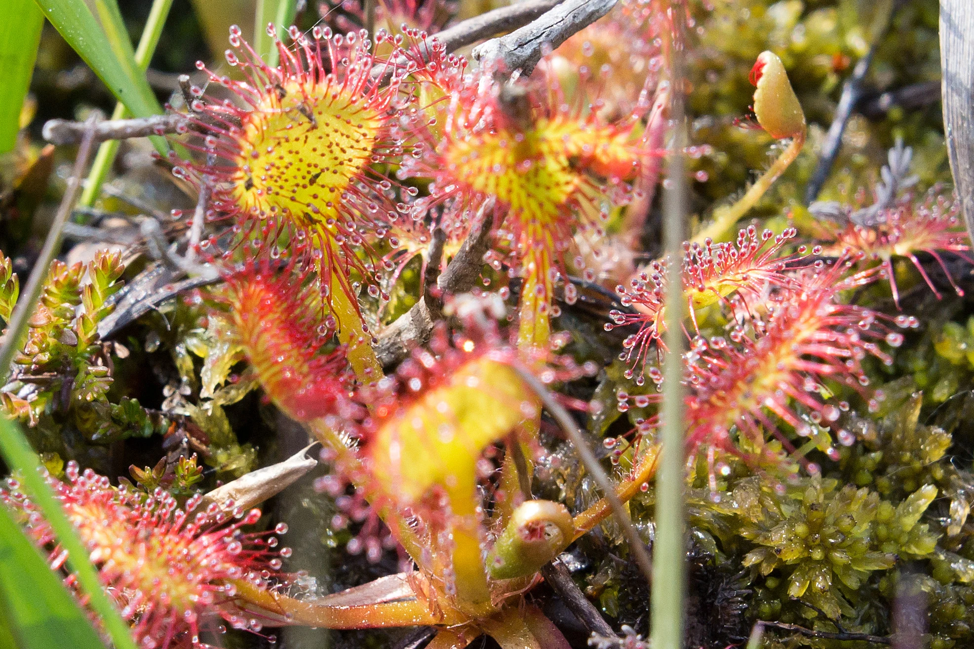 Sundew, Acres Down, New Forest, UK — photo by Jim Bennett