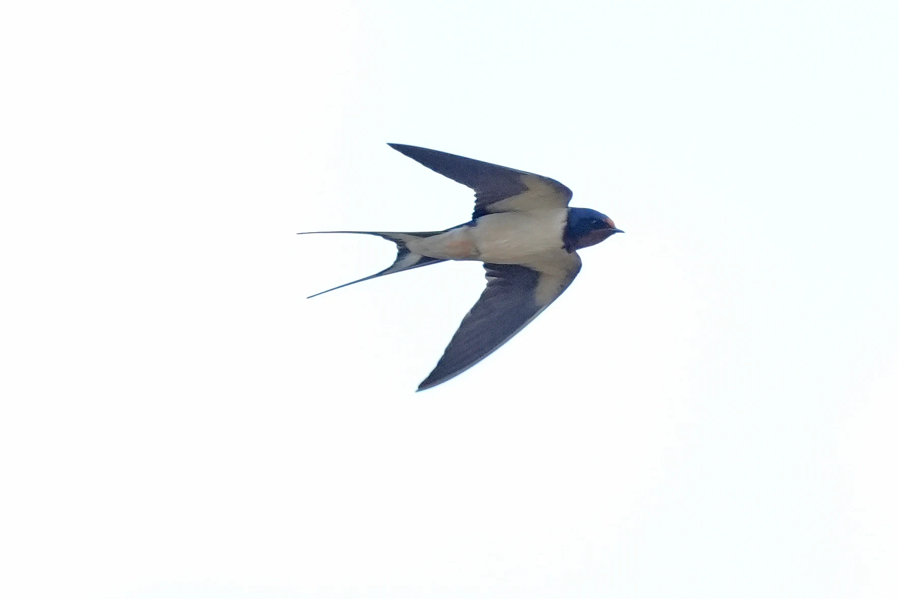Barn Swallow, Bentley Wood, Wiltshire, UK — photo by Jim Bennett