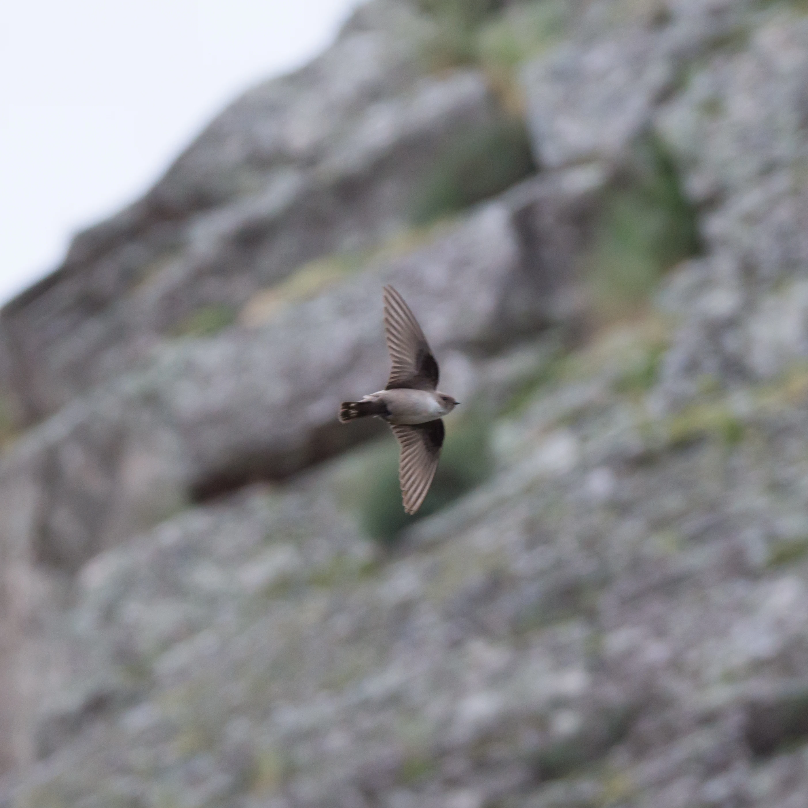 Crag Martin, Monfrague National Park, Extremadura, Spain — photo by Jim Bennett