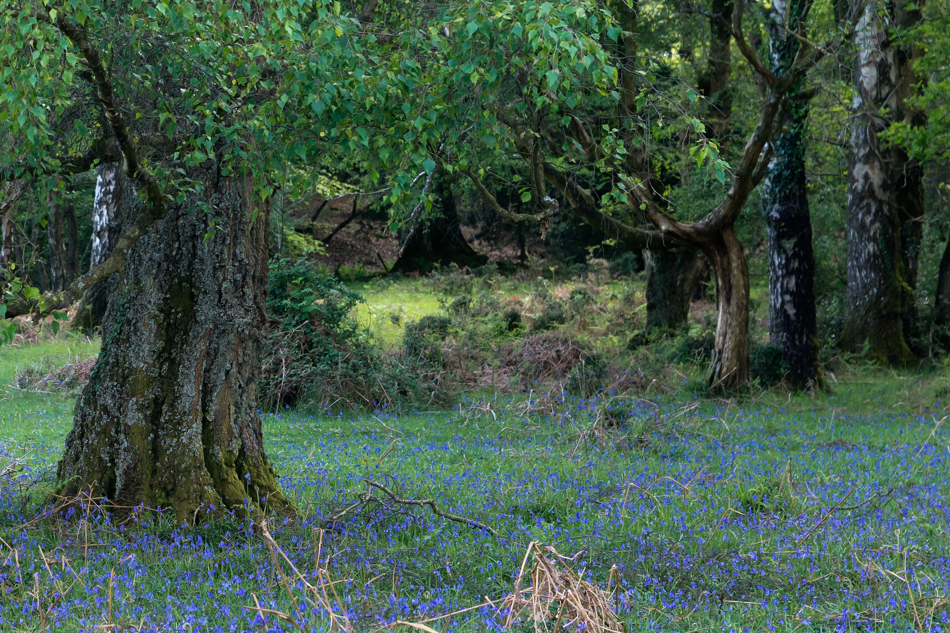 Bluebells, Acres Down, New Forest, UK — photo by Jim Bennett