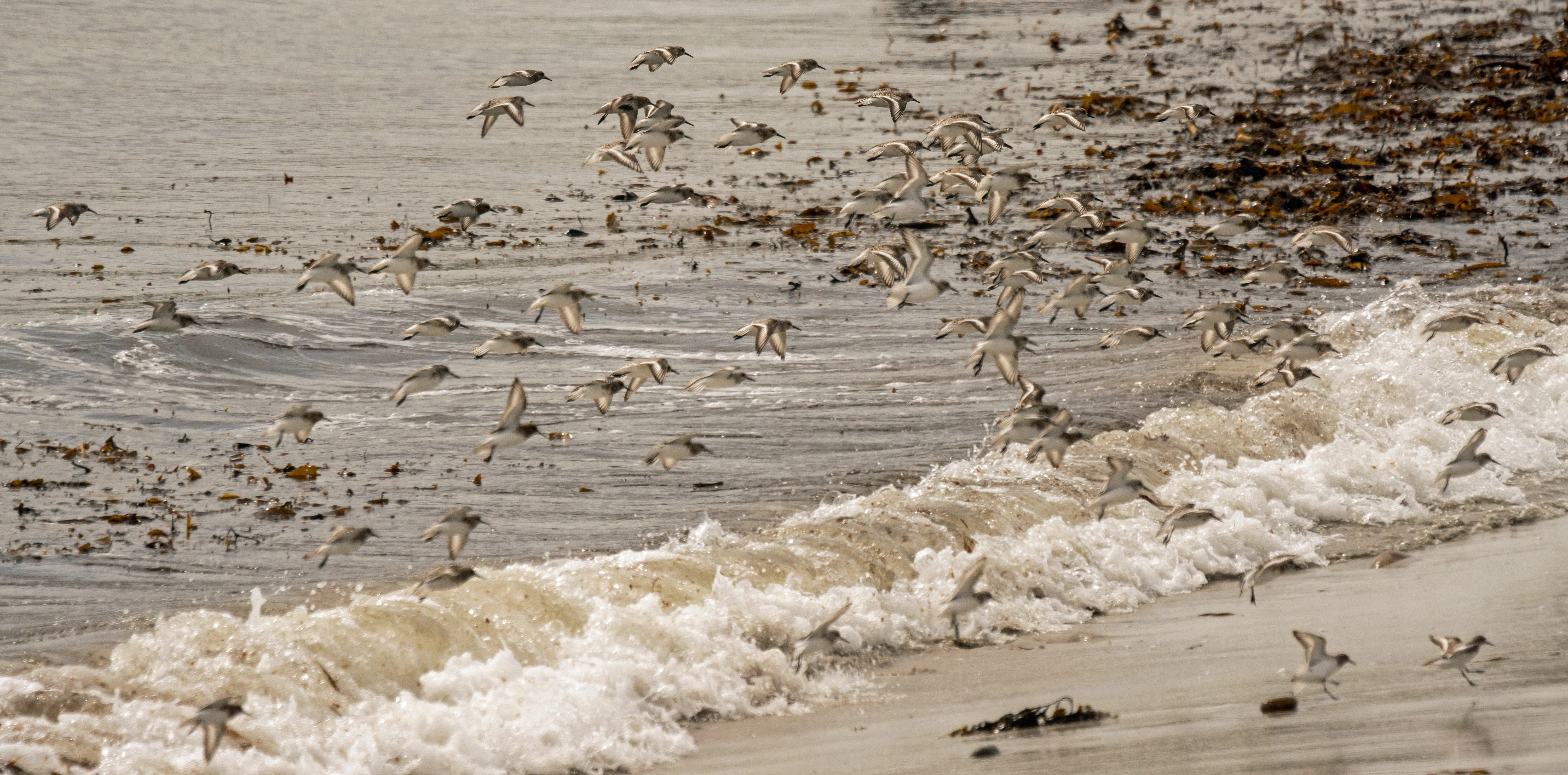 Sanderling & a Dunlin, Orkney, UK — photo by Jim Bennett