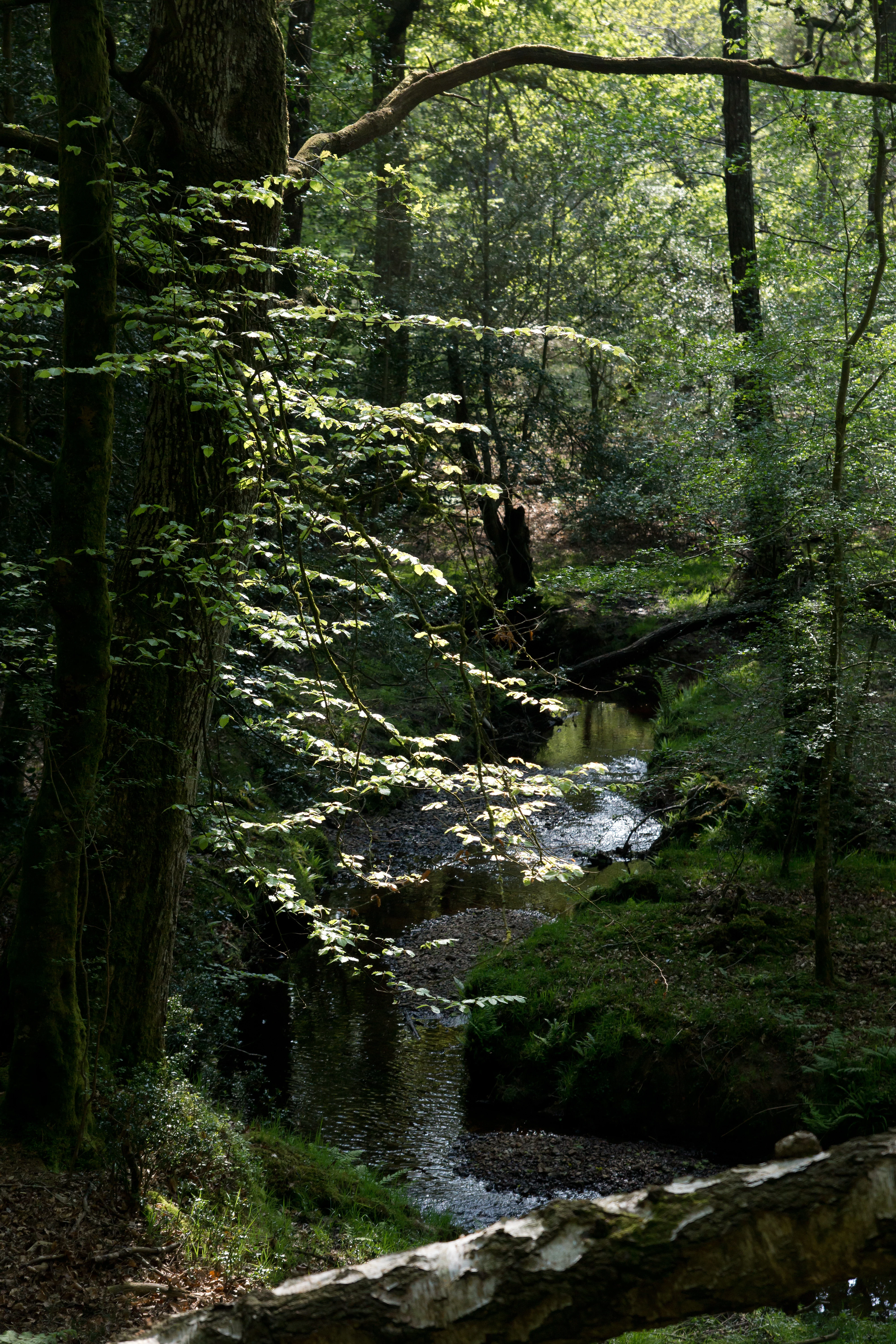 DSC00722, Acres Down, New Forest, UK — photo by Jim Bennett