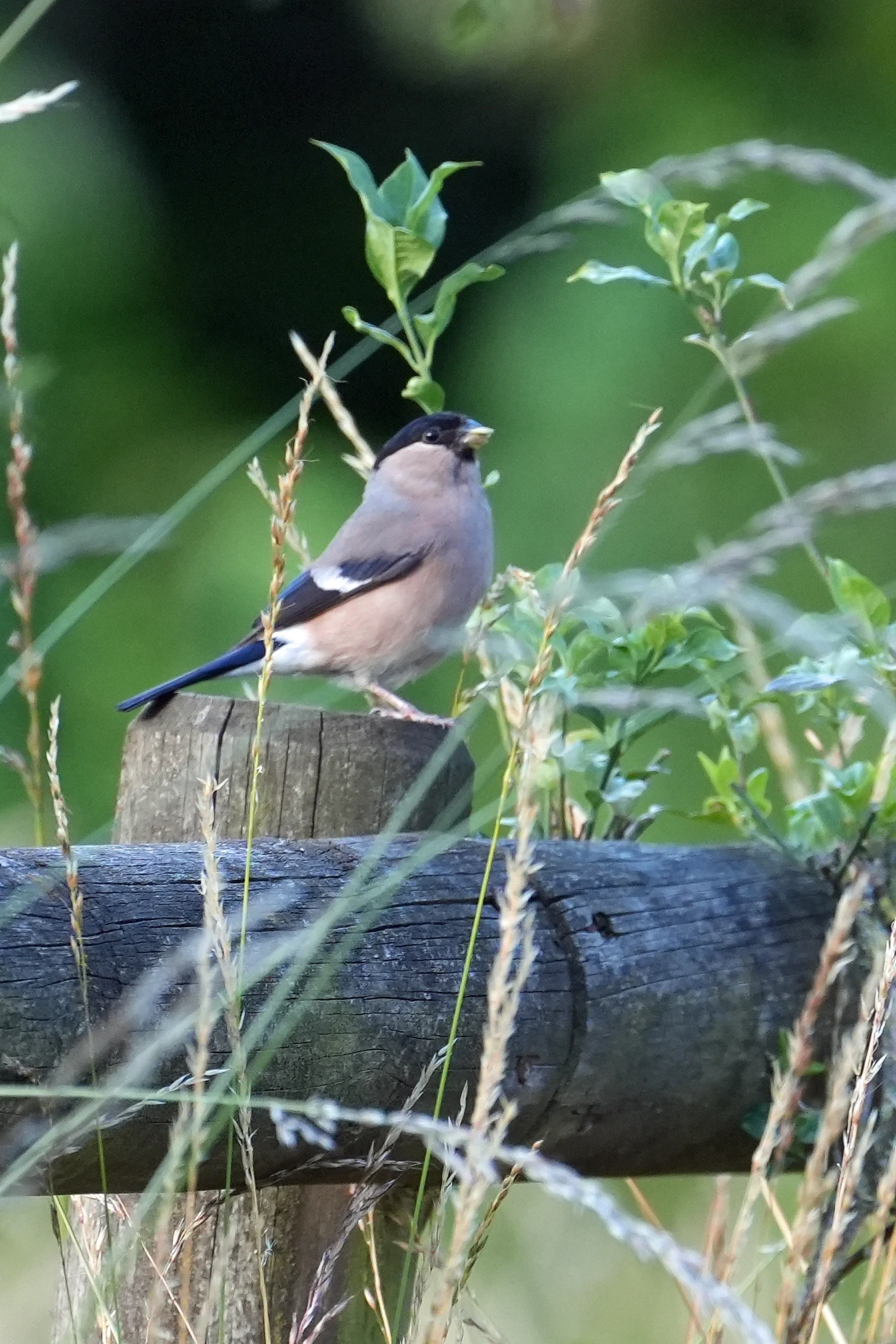 Bullfinch, Bentley Wood, Wiltshire, UK — photo by Jim Bennett