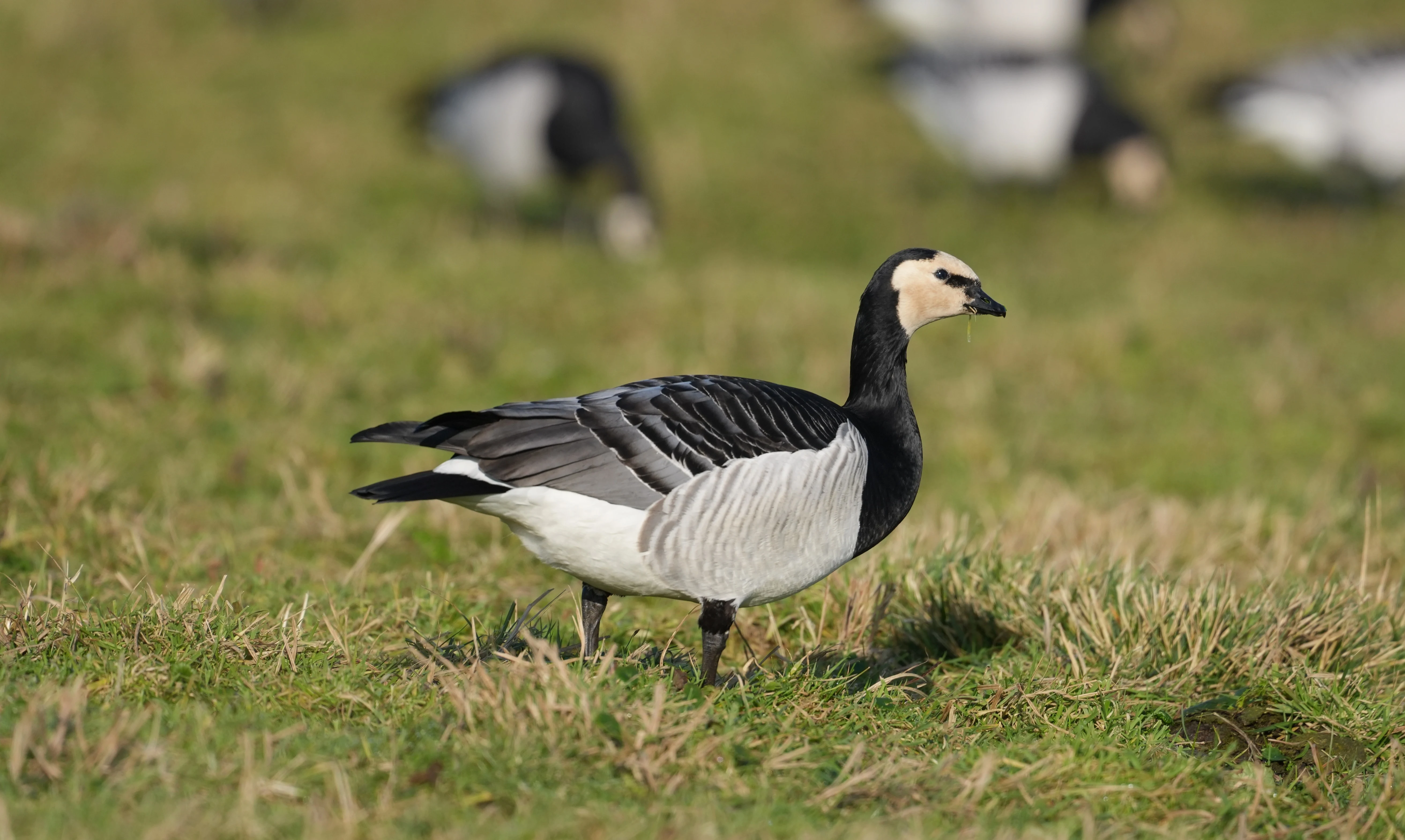 Barnacle Geese, Strijen, South Holland, Netherlands — photo by Jim Bennett