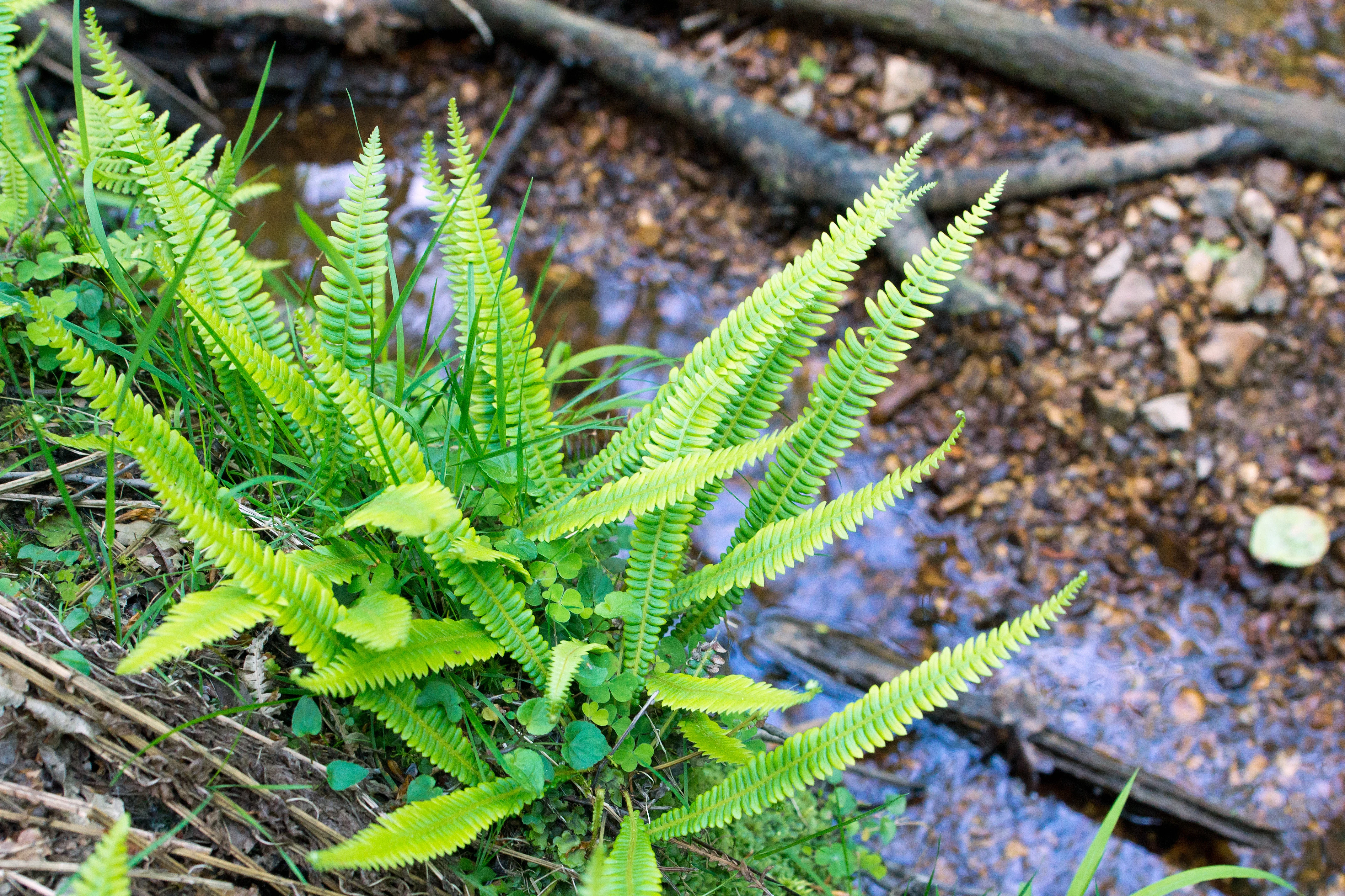 Male Fern, Acres Down, New Forest, UK — photo by Jim Bennett
