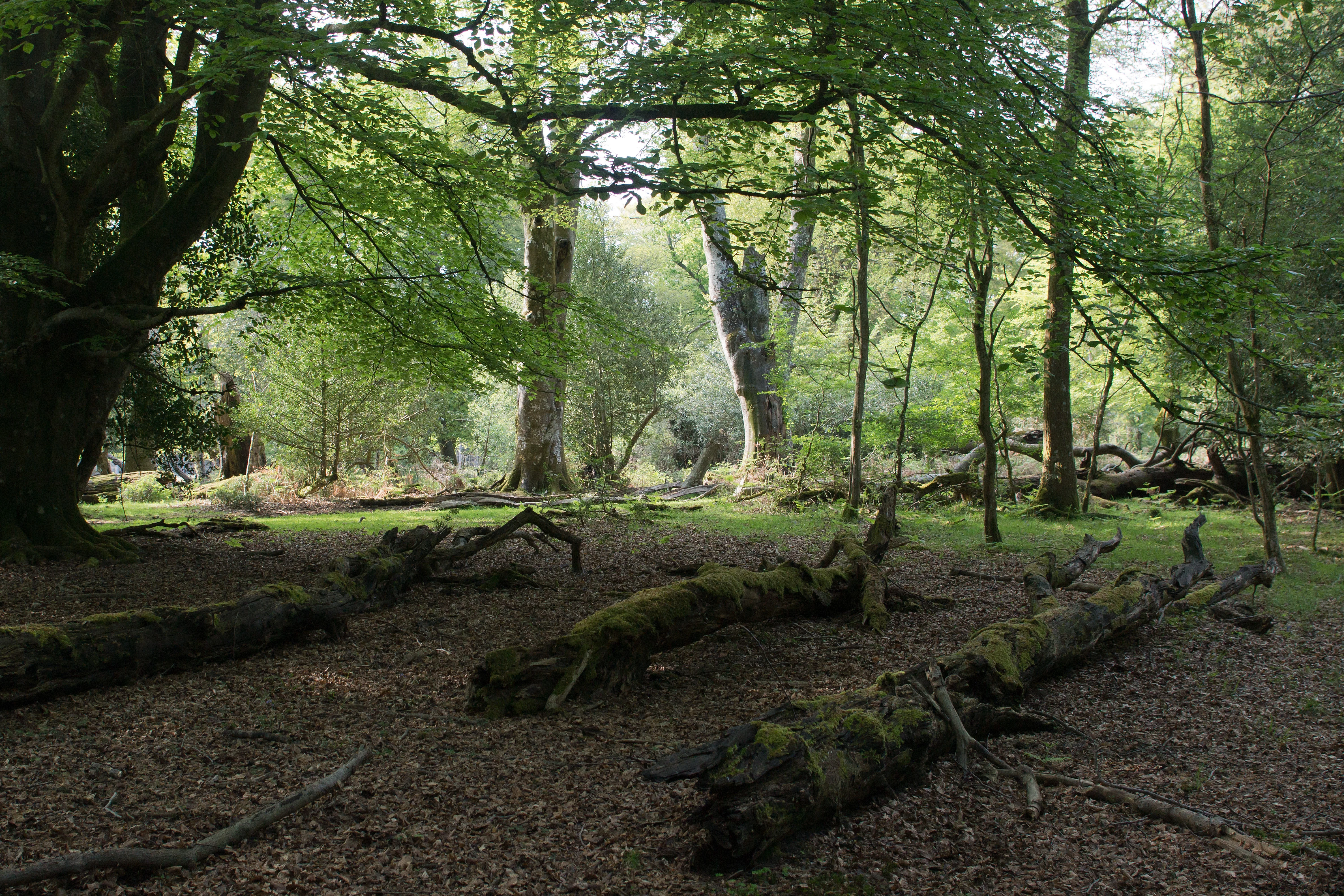 DSC00725, Acres Down, New Forest, UK — photo by Jim Bennett