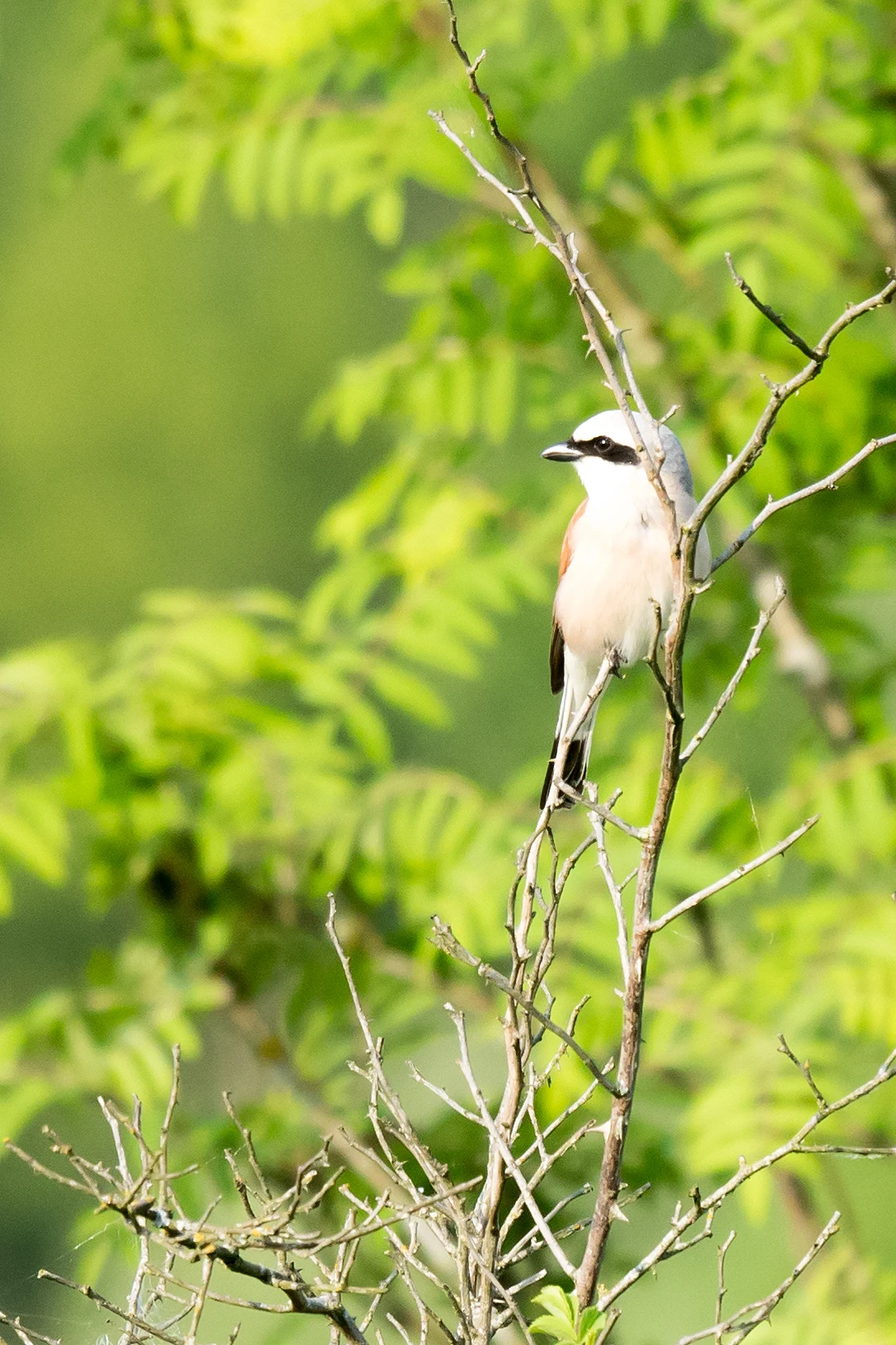 Red-backed Shrike, Bialowieza, Poland — photo by Jim Bennett