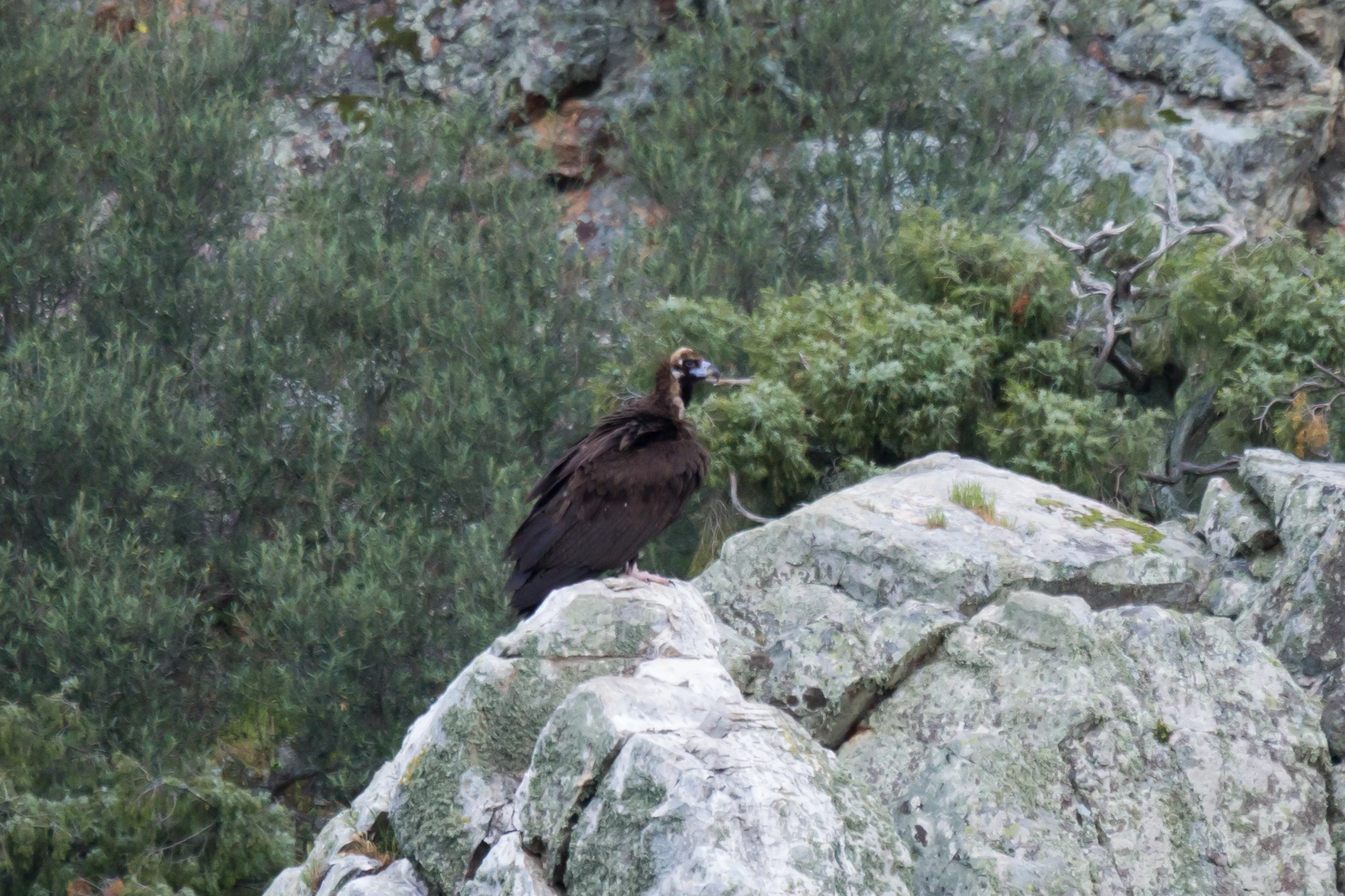 Black Vulture, Monfrague National Park, Extremadura, Spain — photo by Jim Bennett