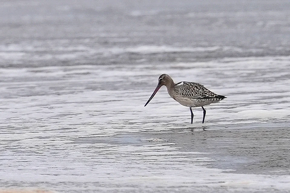 Bar-tailed Godwit, RSPB Titchwell, Norfolk, UK — photo by Jim Bennett
