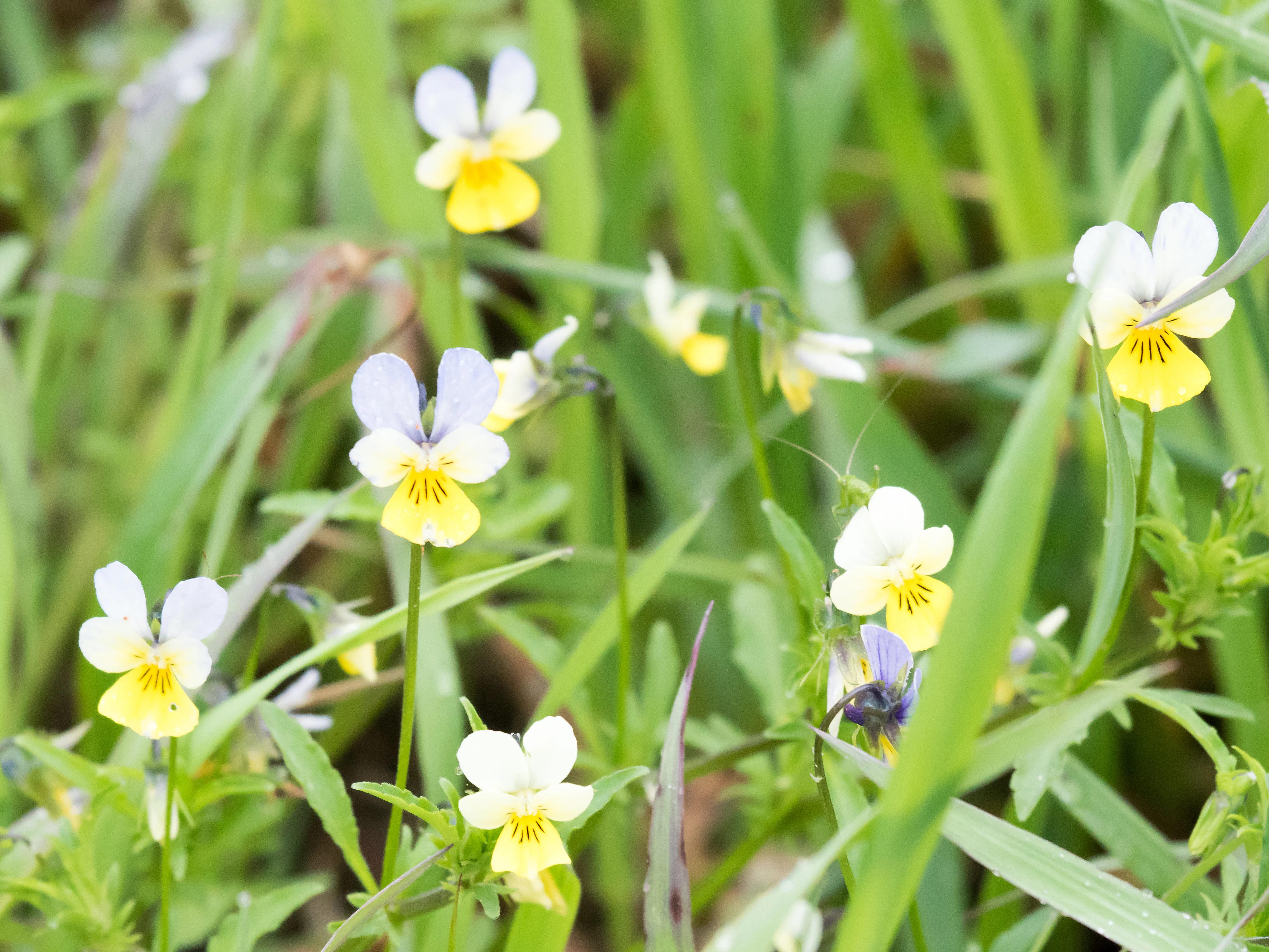 Wild Pansies, Bialowieza, Poland — photo by Jim Bennett