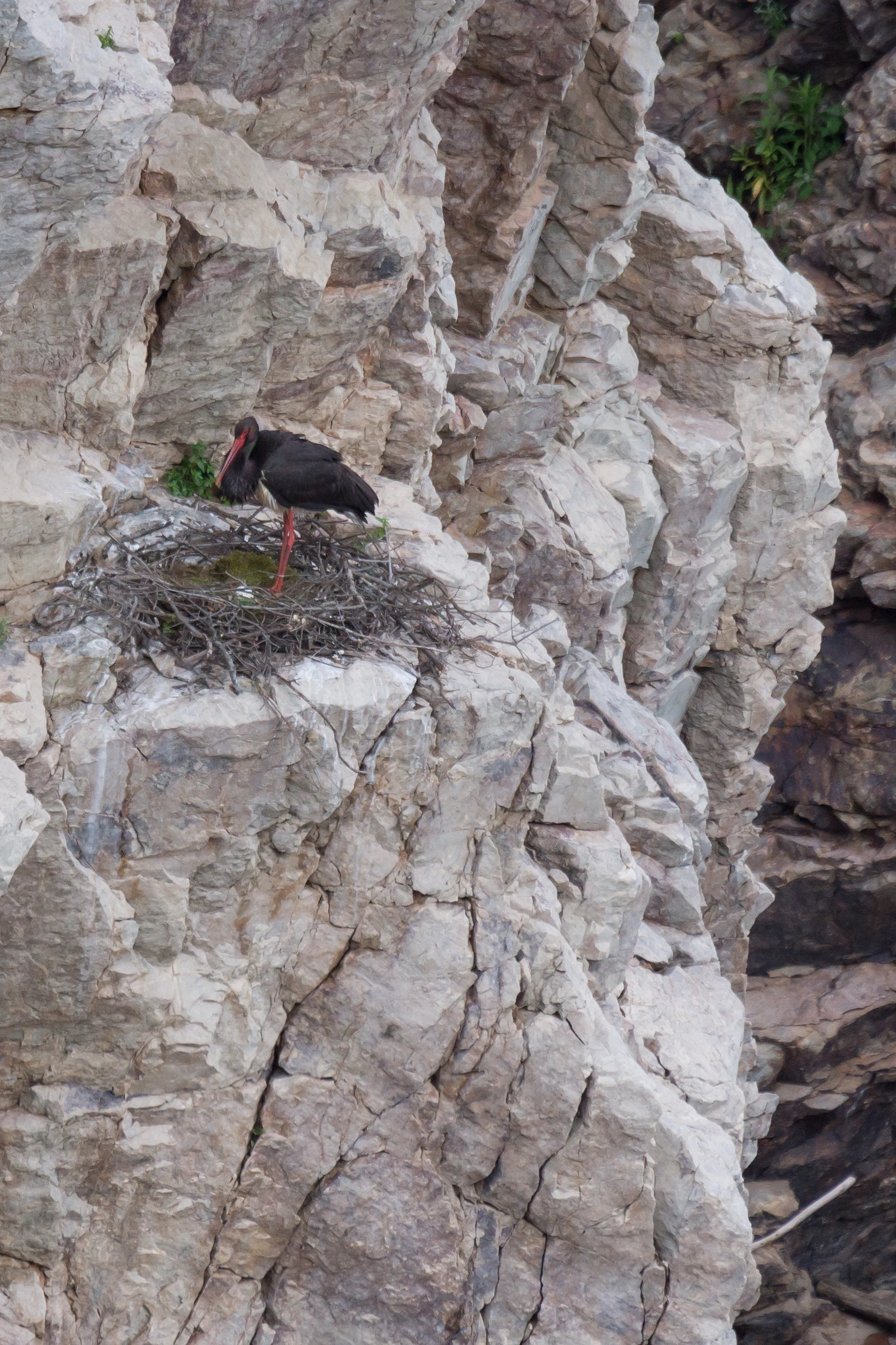 Black Stork nest, Monfrague National Park, Extremadura, Spain — photo by Jim Bennett