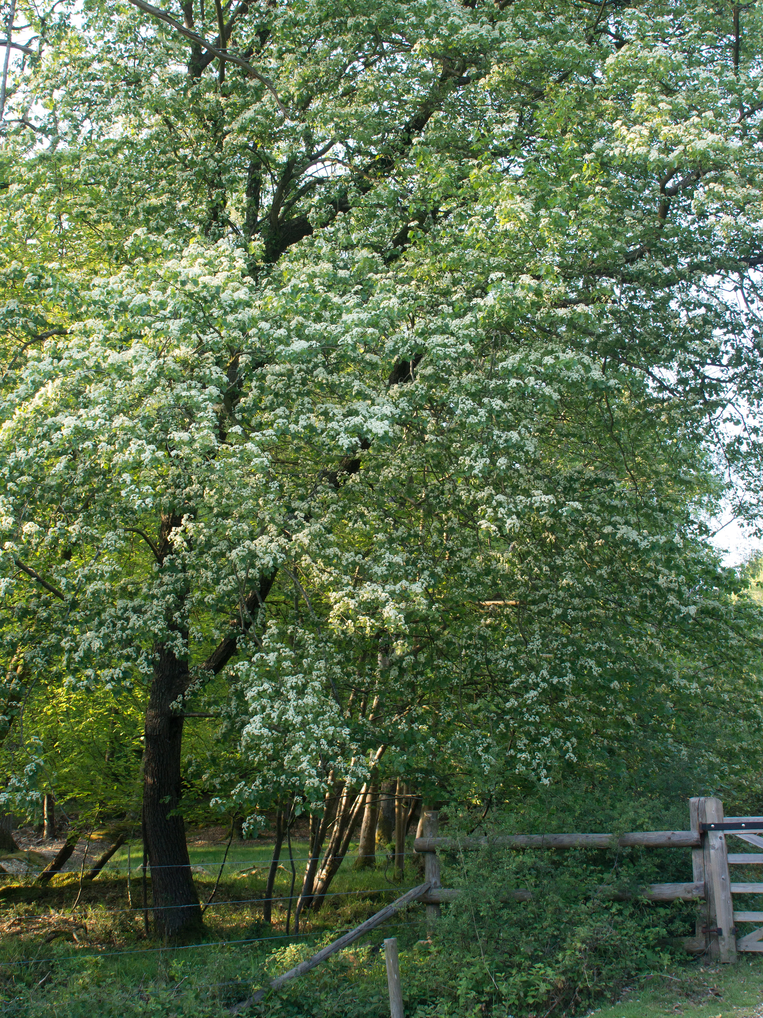 Wild Service Tree, New Forest, UK — photo by Jim Bennett