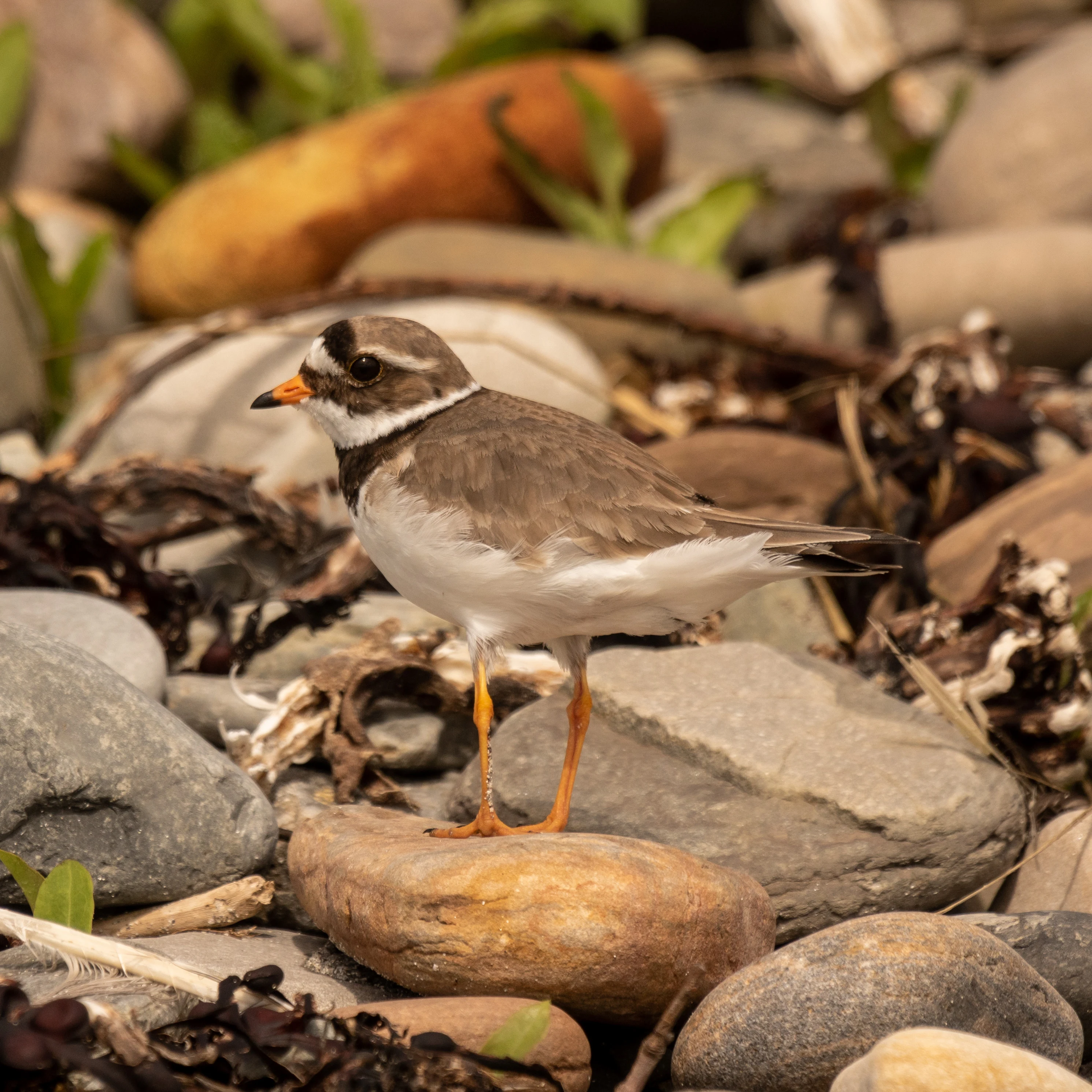 Ringed Plover, Orkney, UK — photo by Jim Bennett