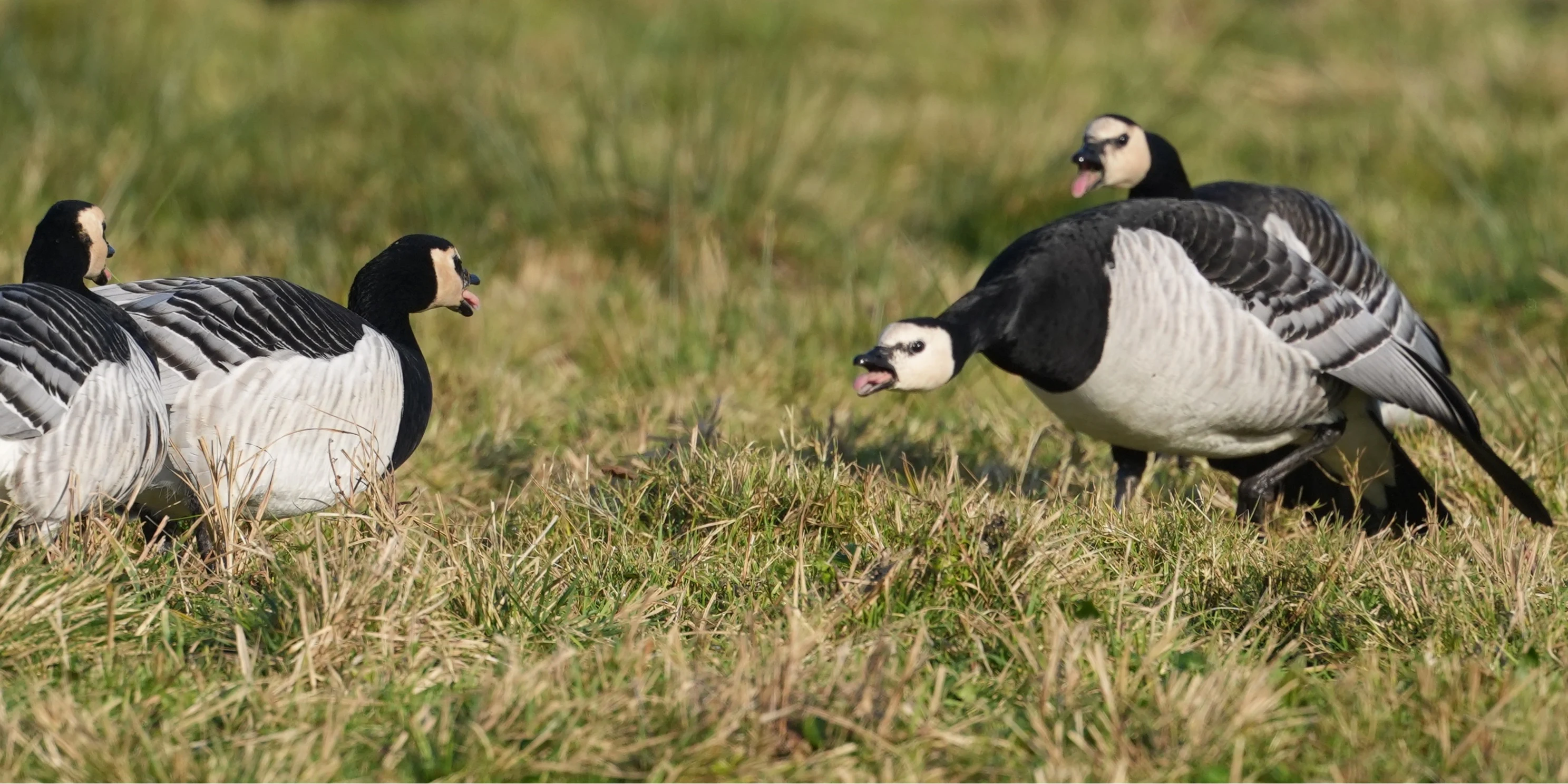 Barnacle Geese, Strijen, South Holland, Netherlands — photo by Jim Bennett