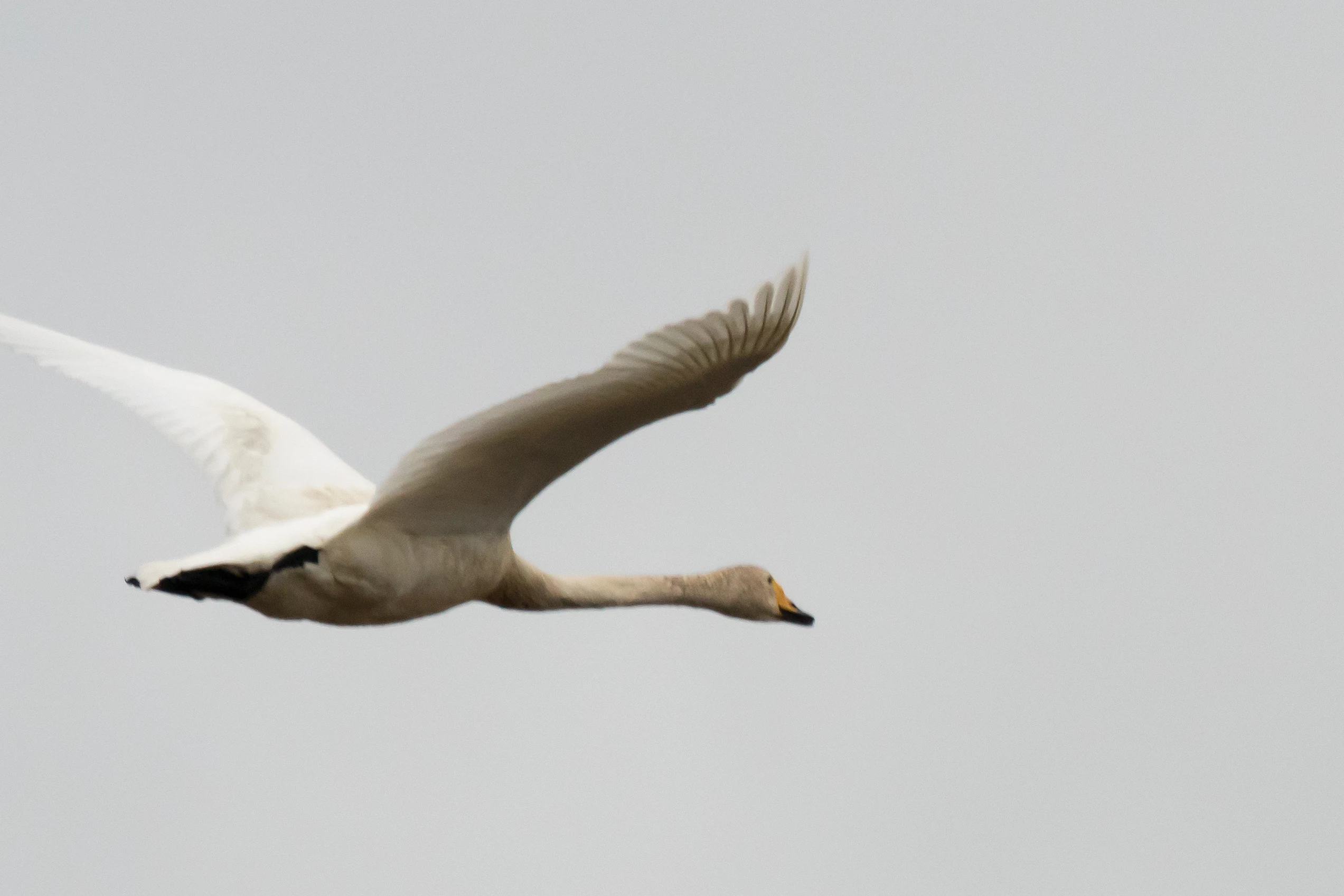 Whooper Swan, Bialystok, Poland — photo by Jim Bennett