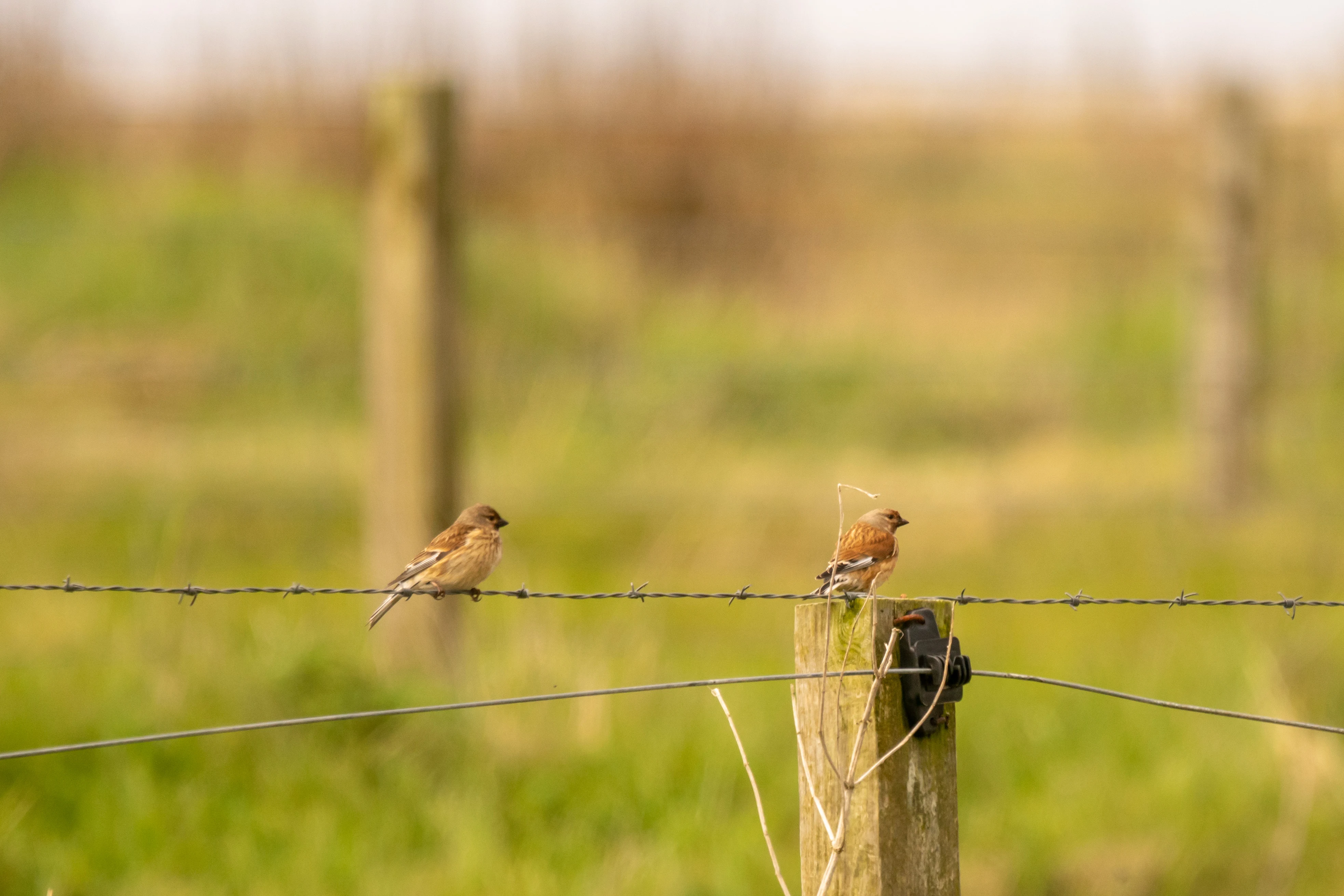 Linnets, Orkney, UK — photo by Jim Bennett
